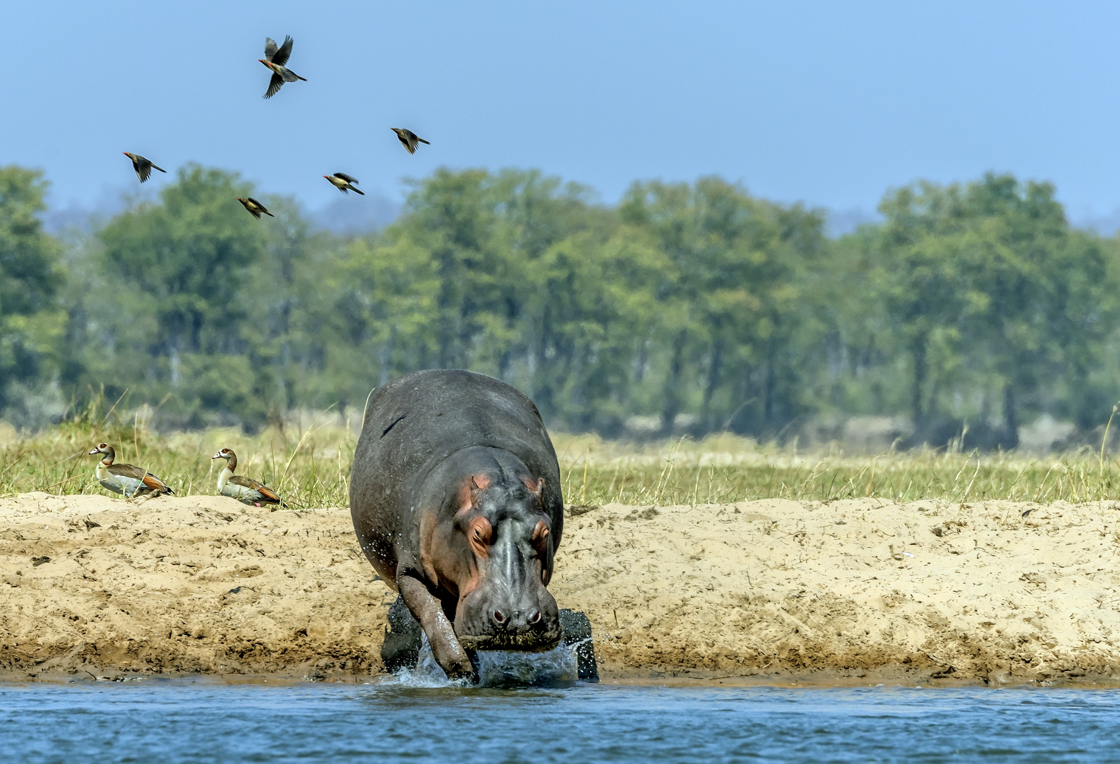 Zambia 2015 - Ippo e altro