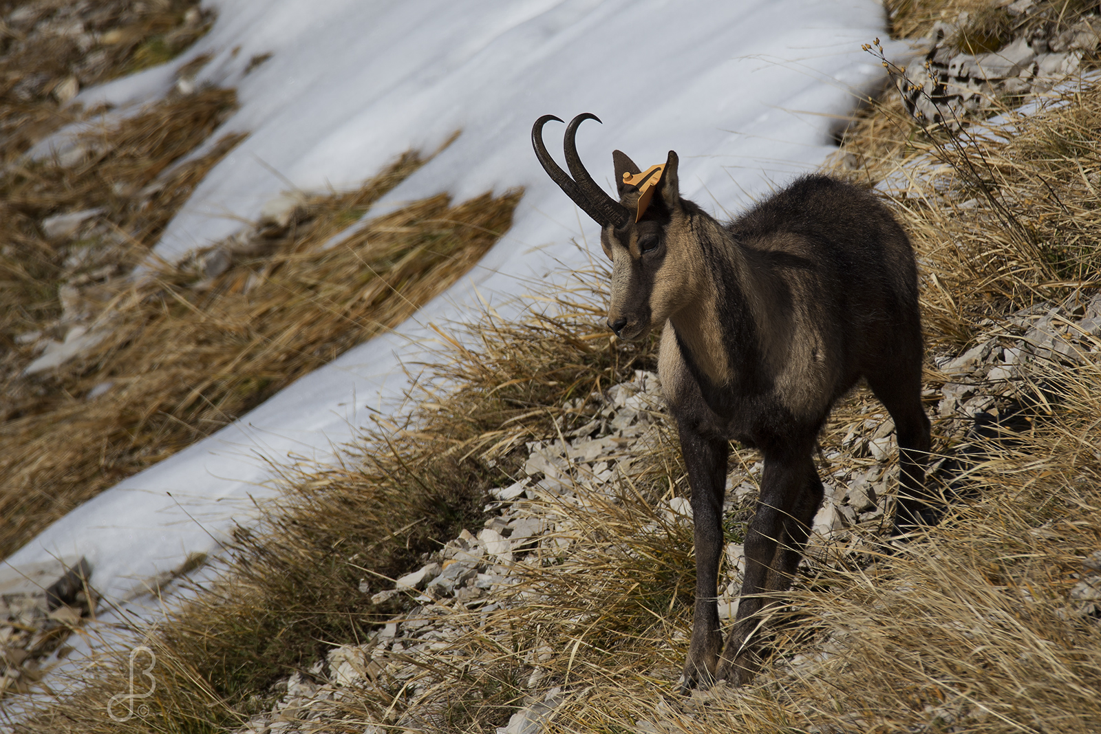 Pyrenean chamois