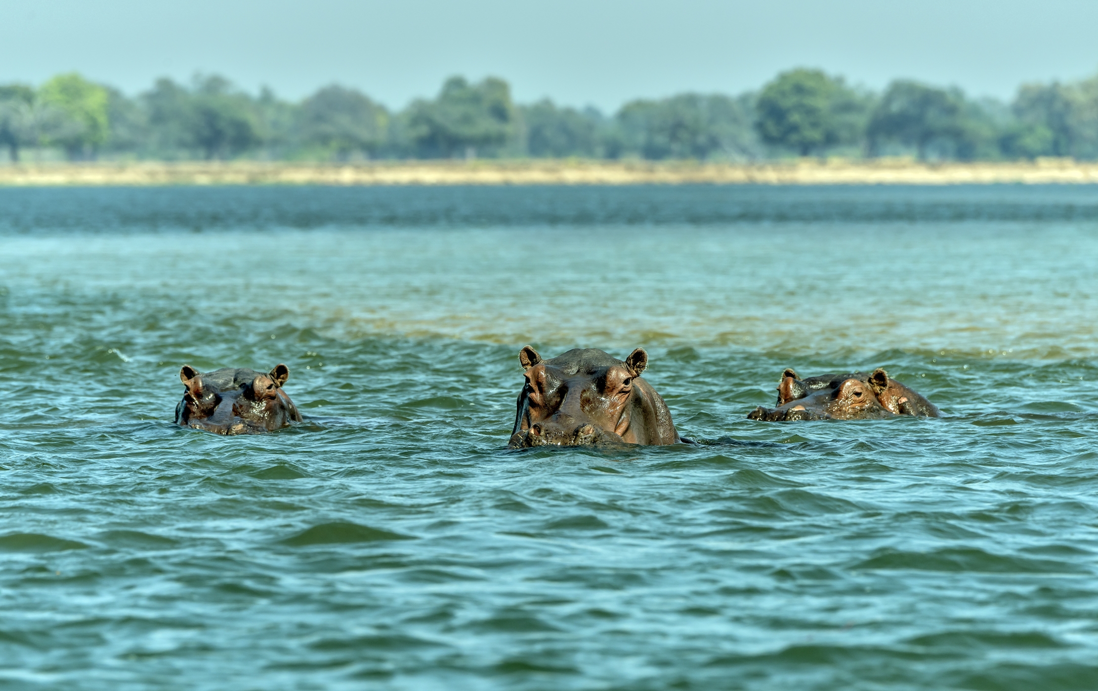 Zambia 2015 - Sullo Zambesi