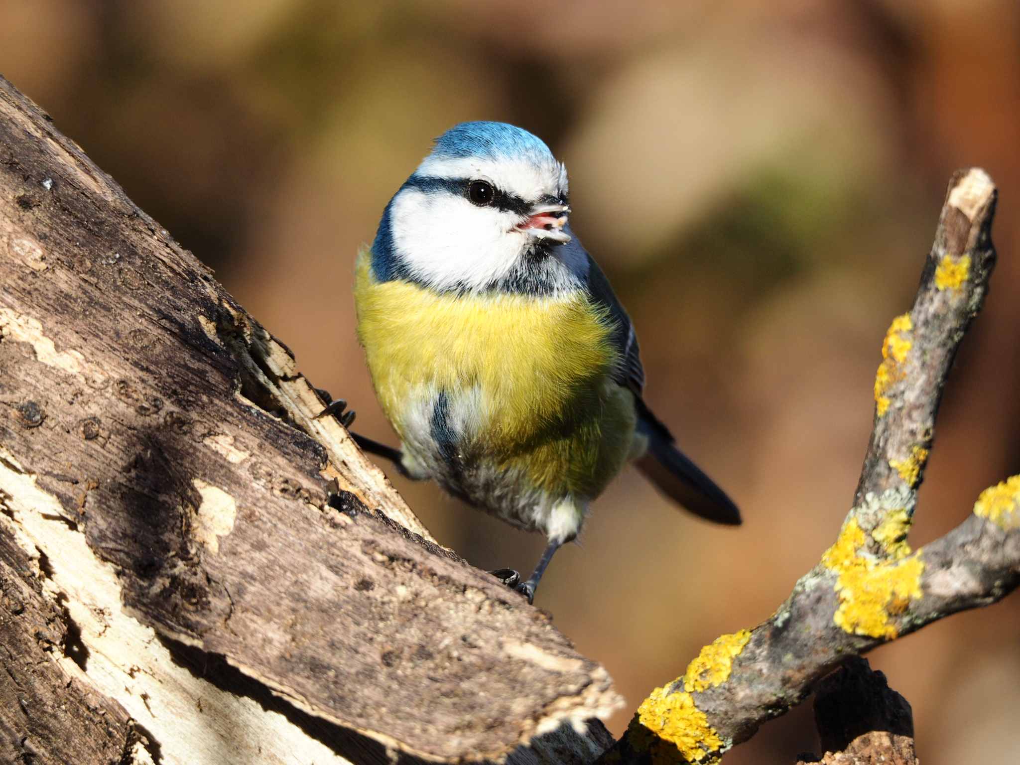 Cinciarella impertinente