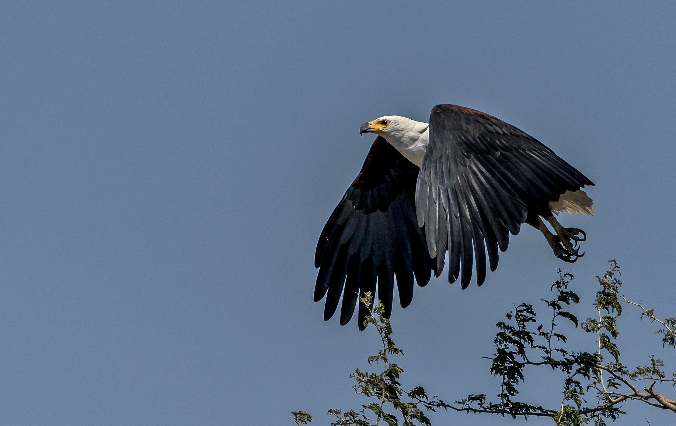Zambia 2015 - Fish eagle