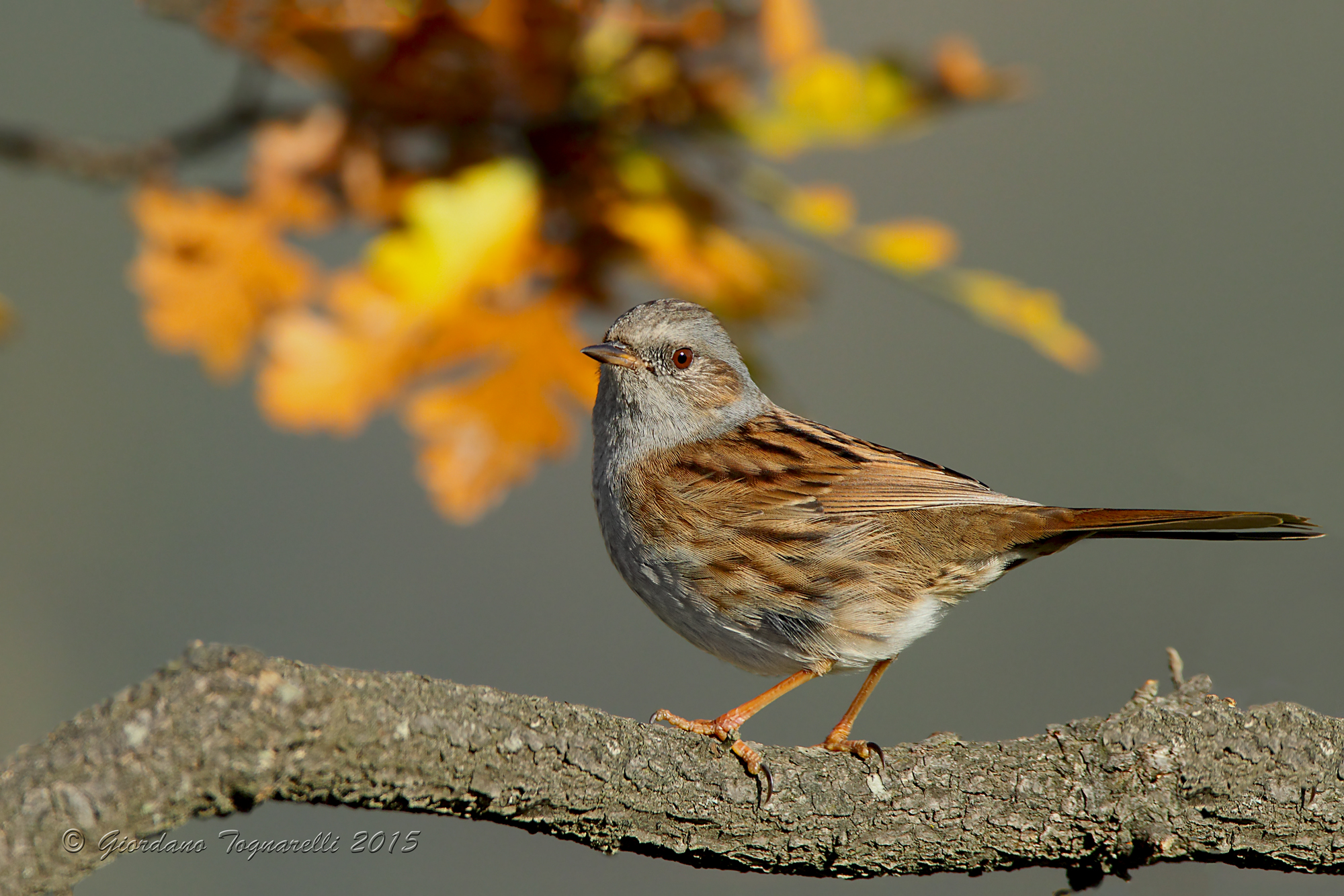 Dunnock