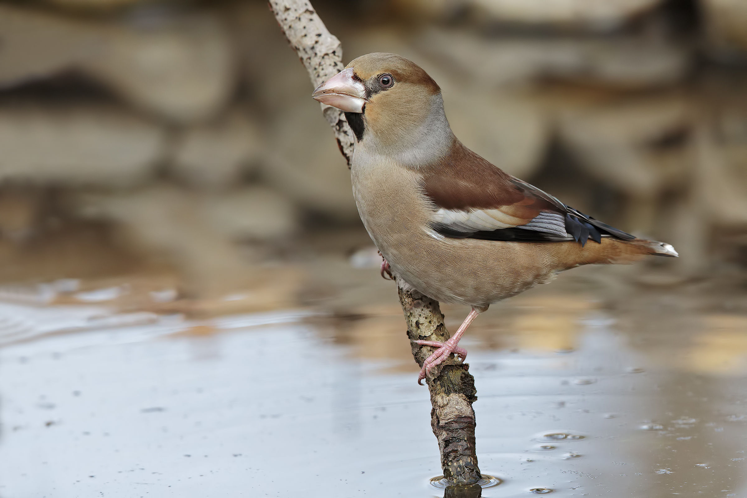 Awaiting frosone male