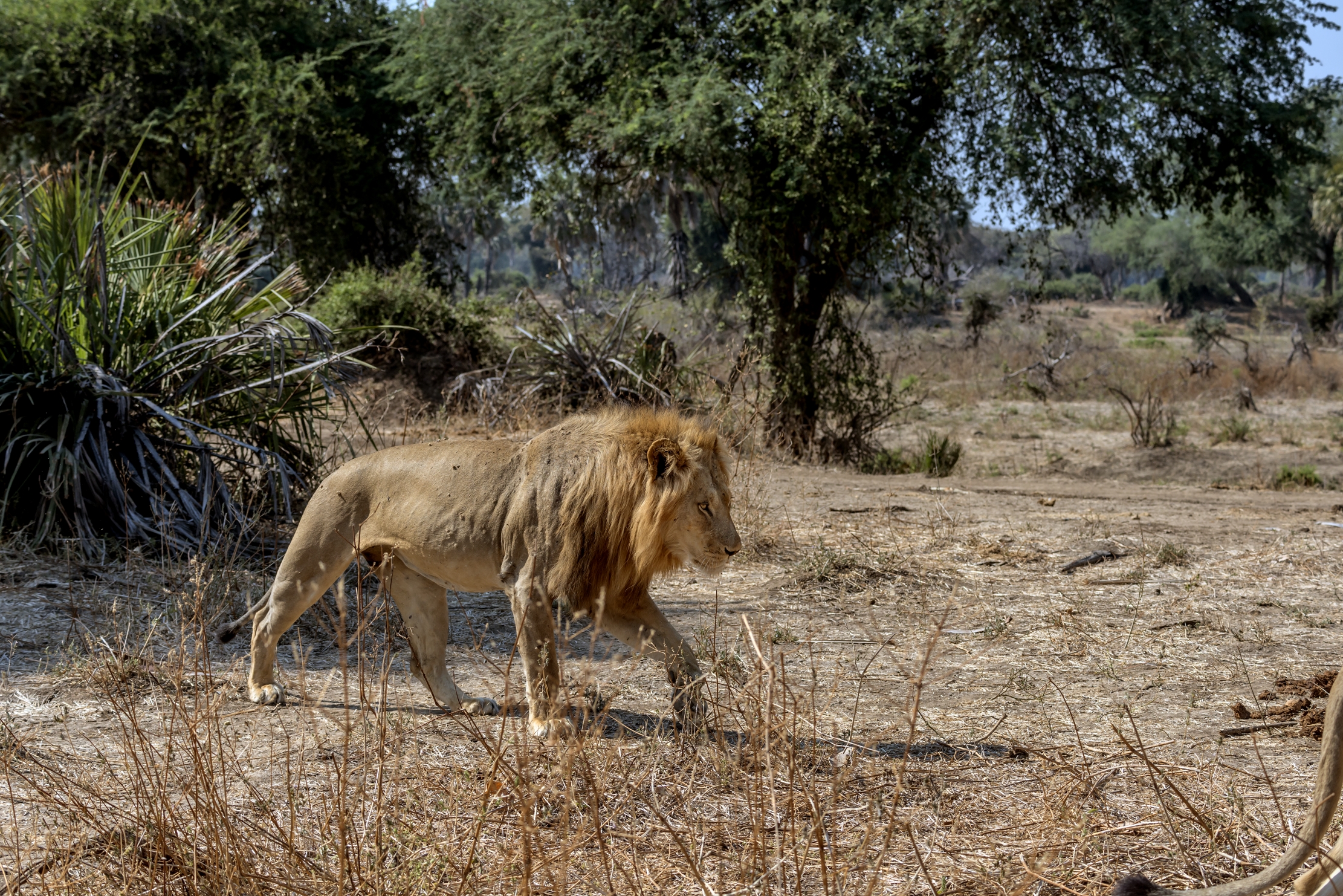 Zambia 2015 - Lion