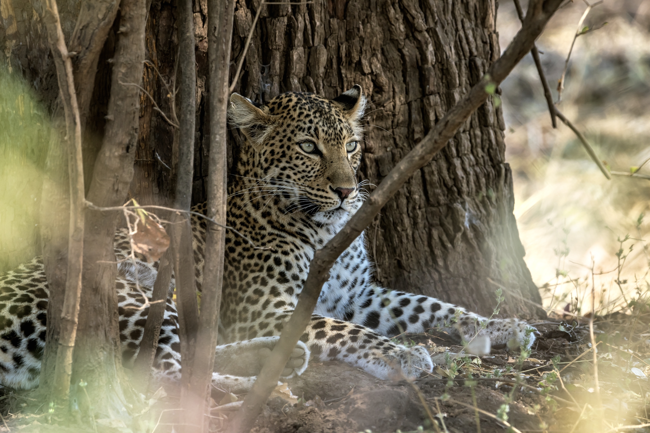 Zambia 2015 - Nella boscaglia