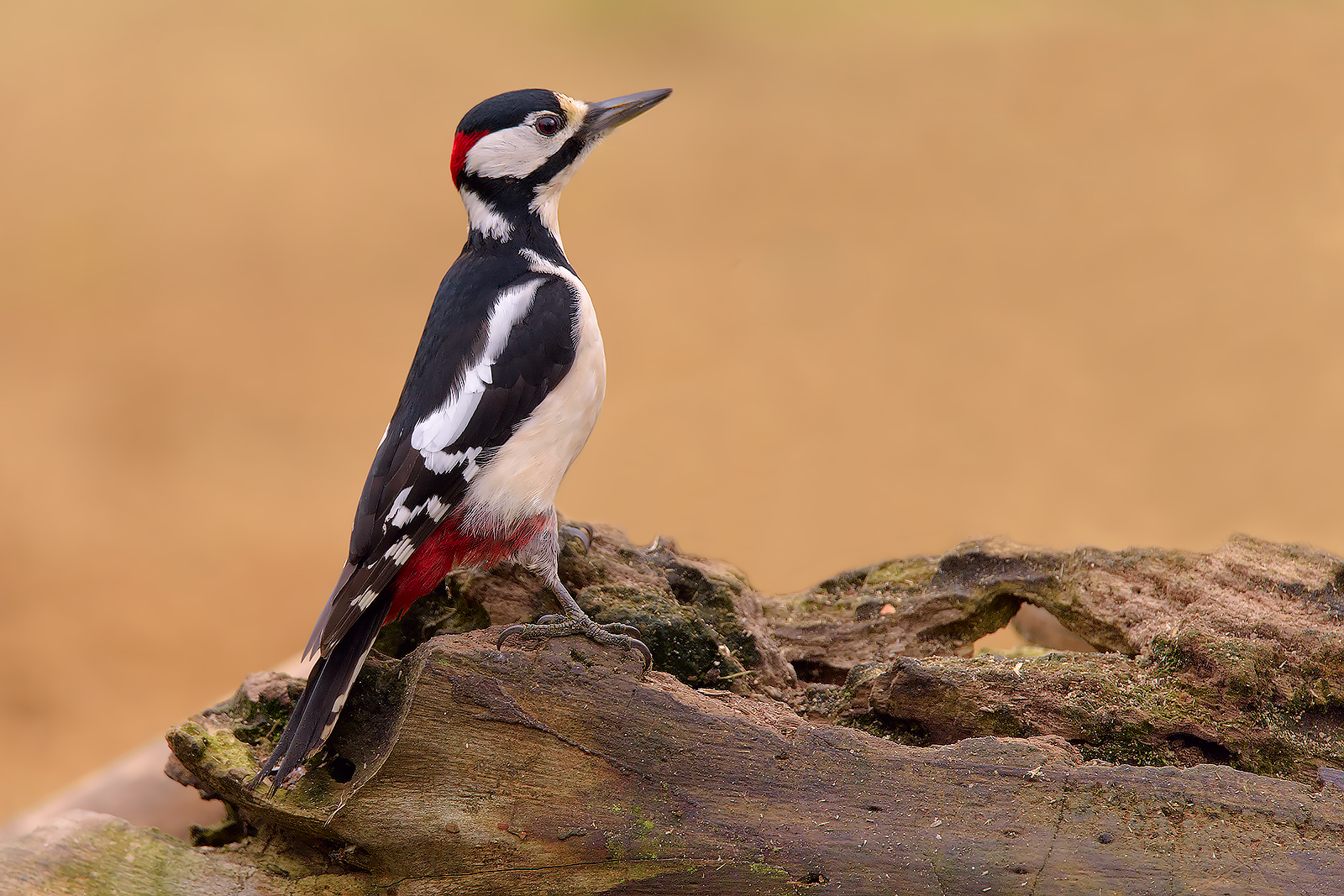 Un maschietto sull'attenti