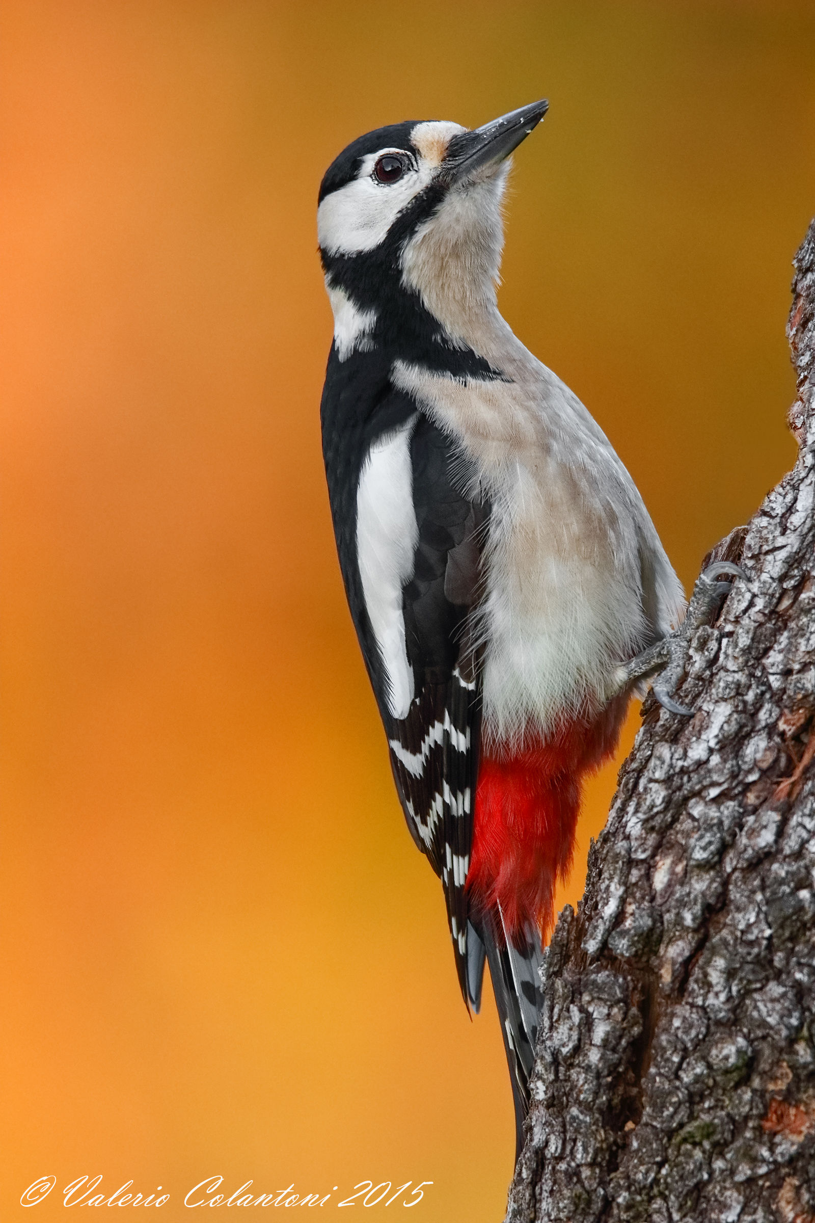 Woodpecker red at sunset ...