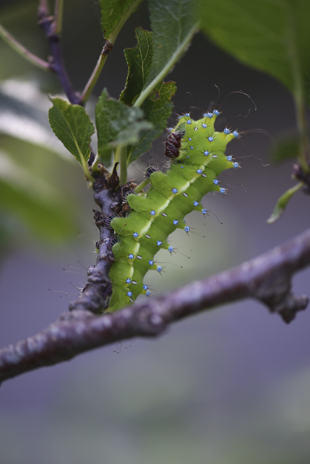 Caterpillar Saturnia pear