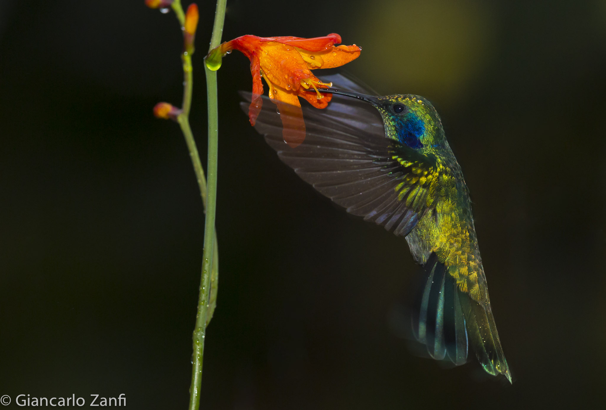 Colibrì