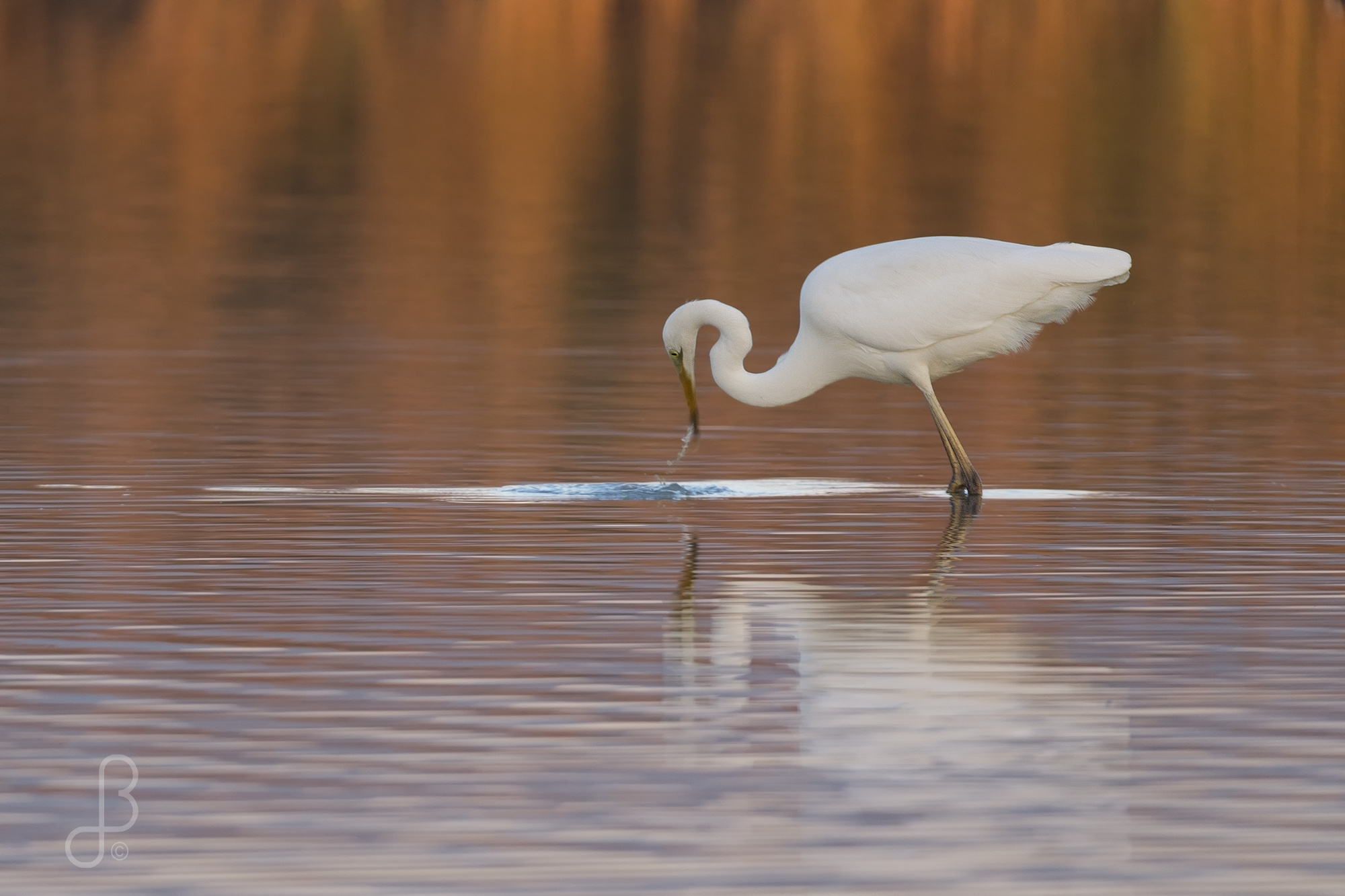 A fishing at sunset