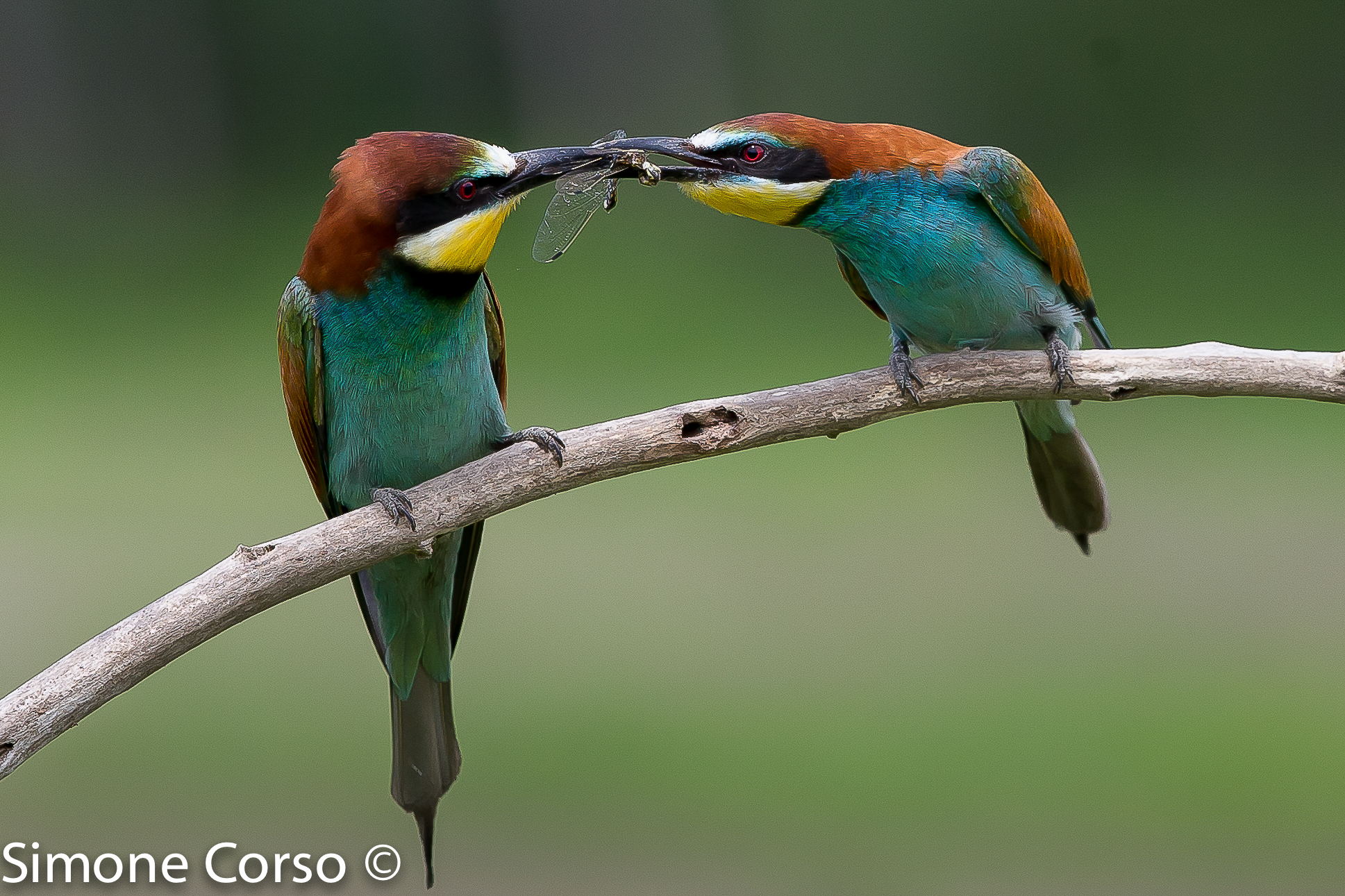 The passage of the prey