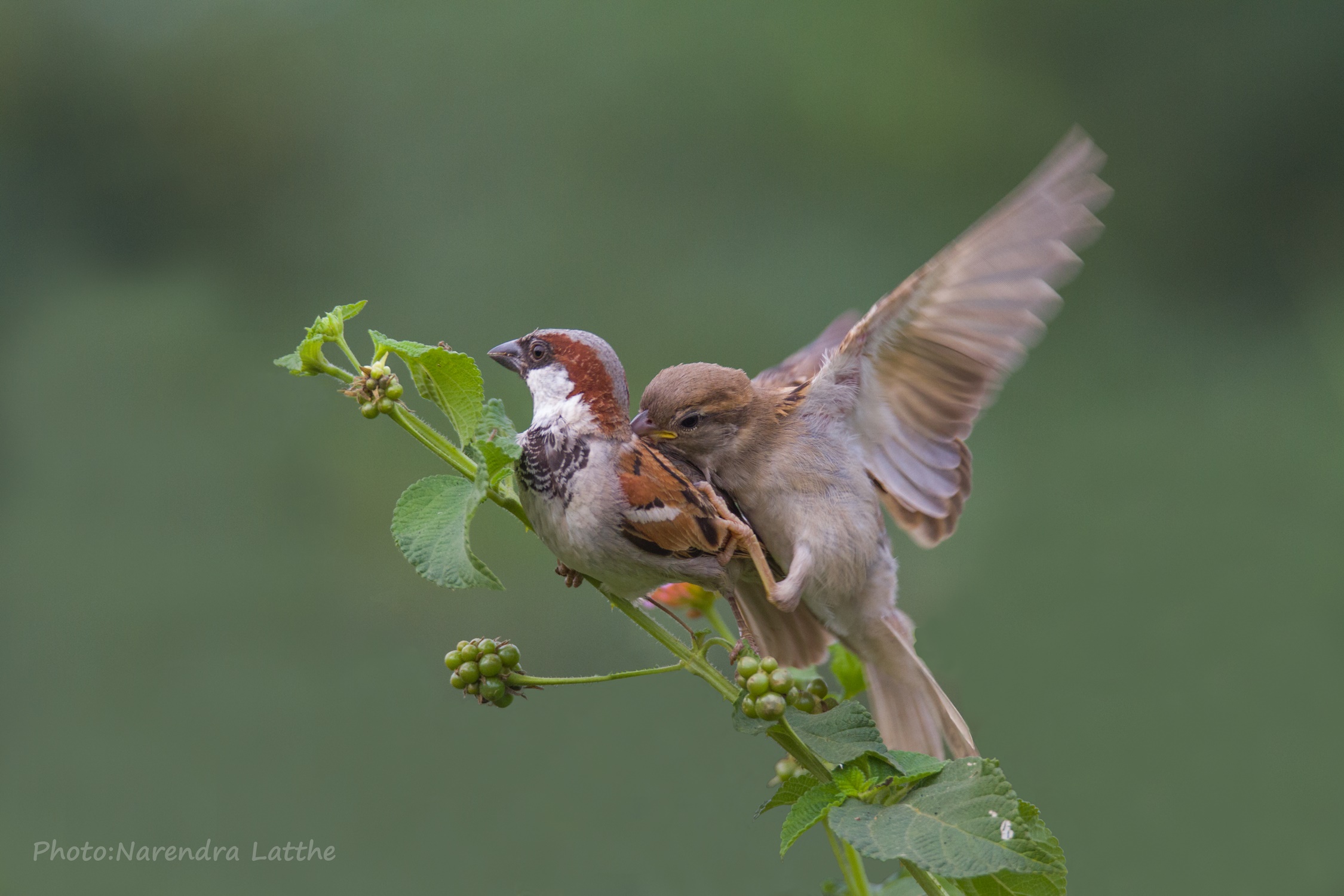 House Sparrow