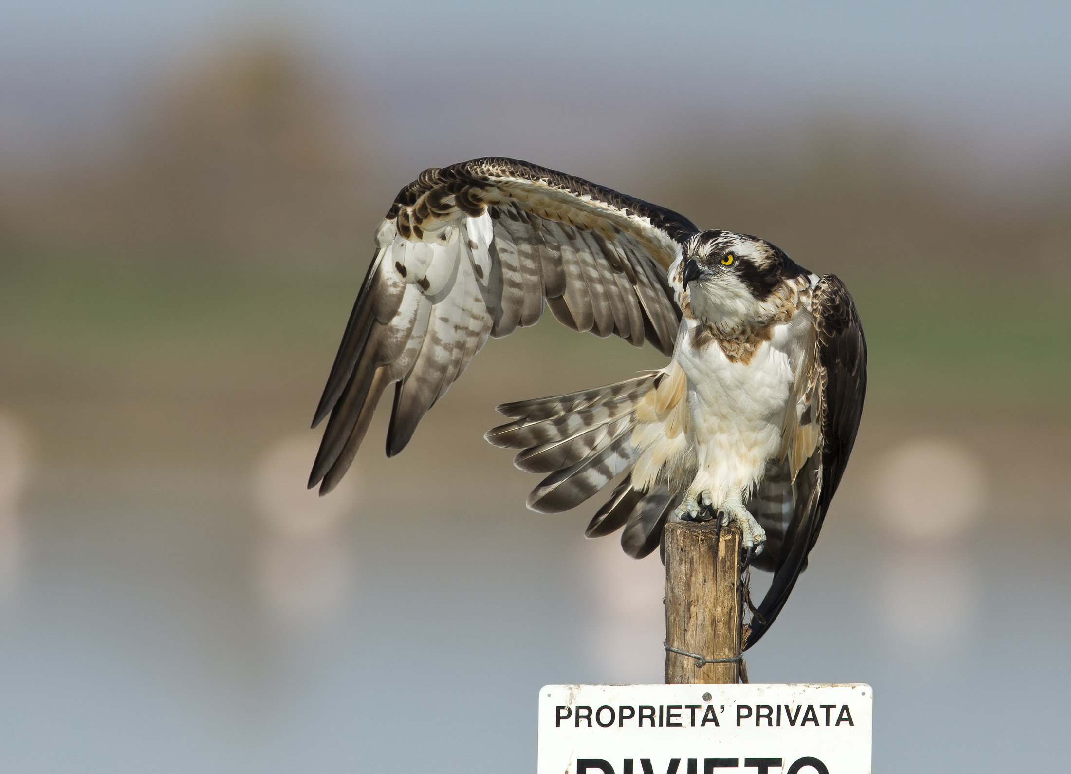 stiracchio a sinistra......