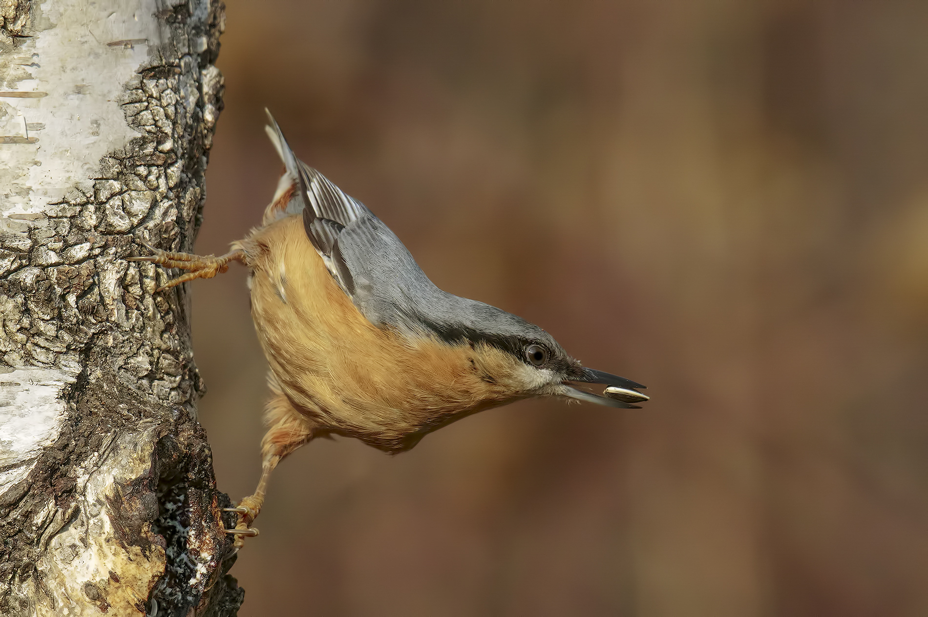 Nuthatch