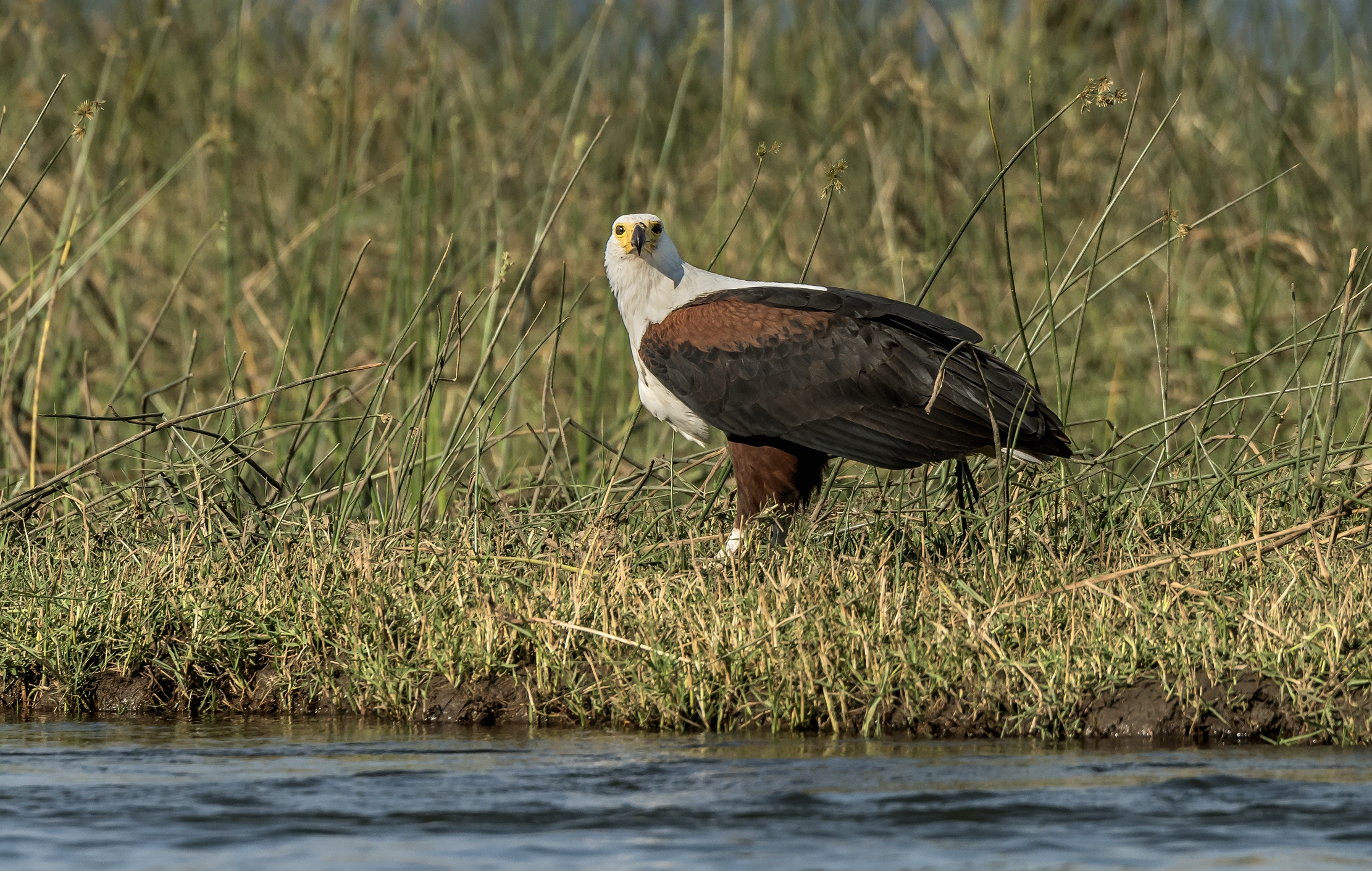Zambia 2015 - Fish eagle