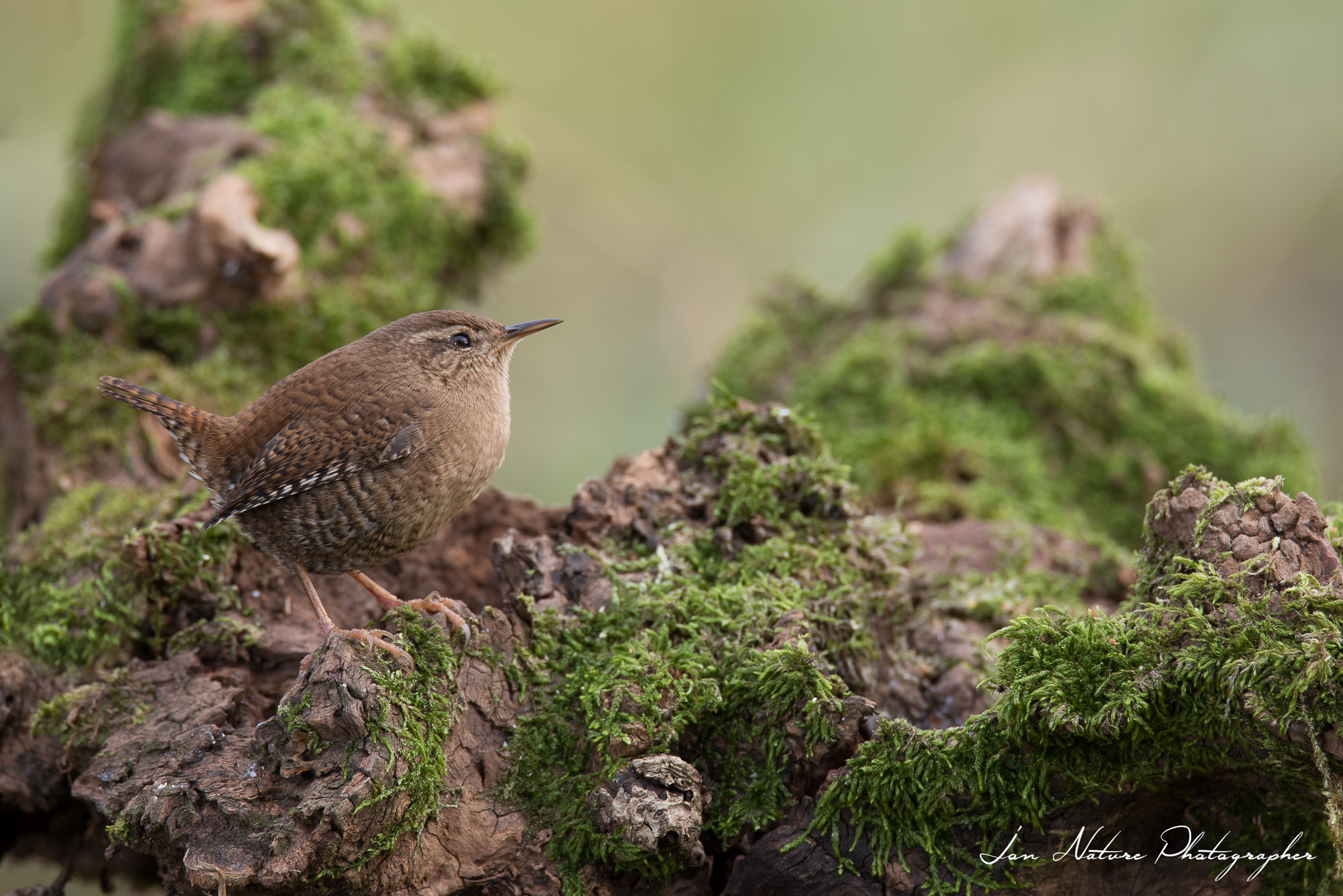 Una soffice pallina di piume