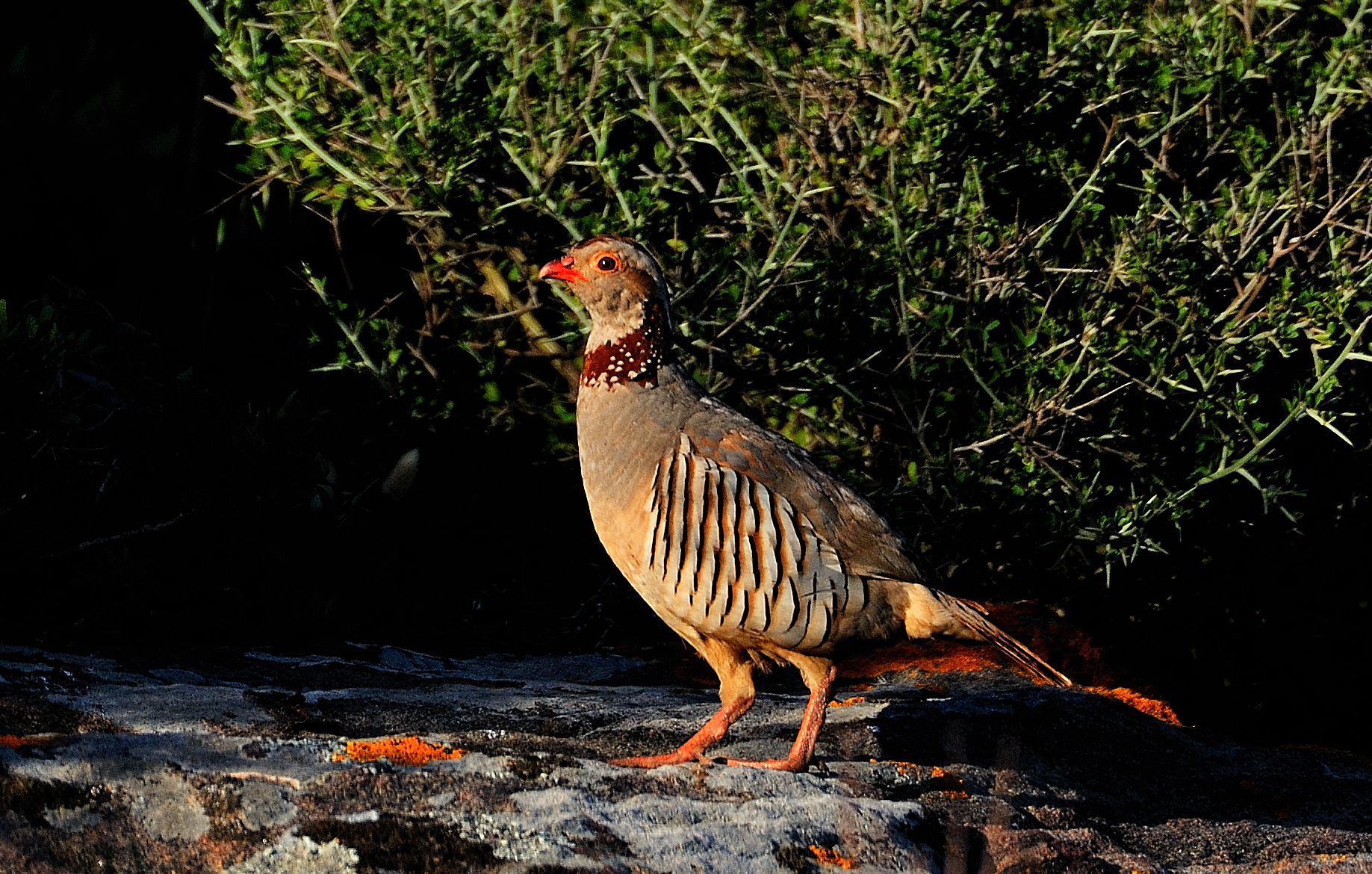 Sardinian partridge alectoris barbara