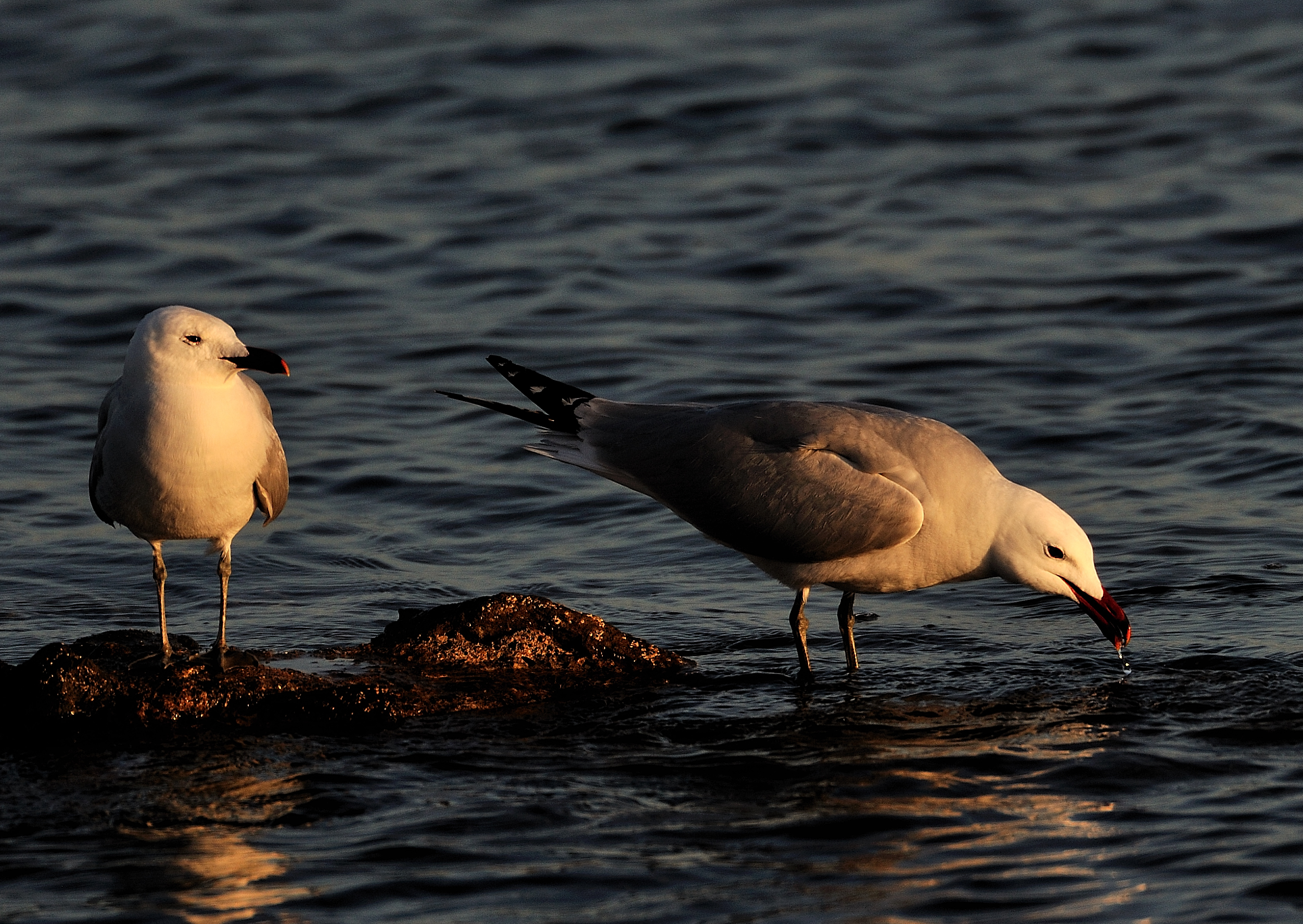 gull Larus audouinii