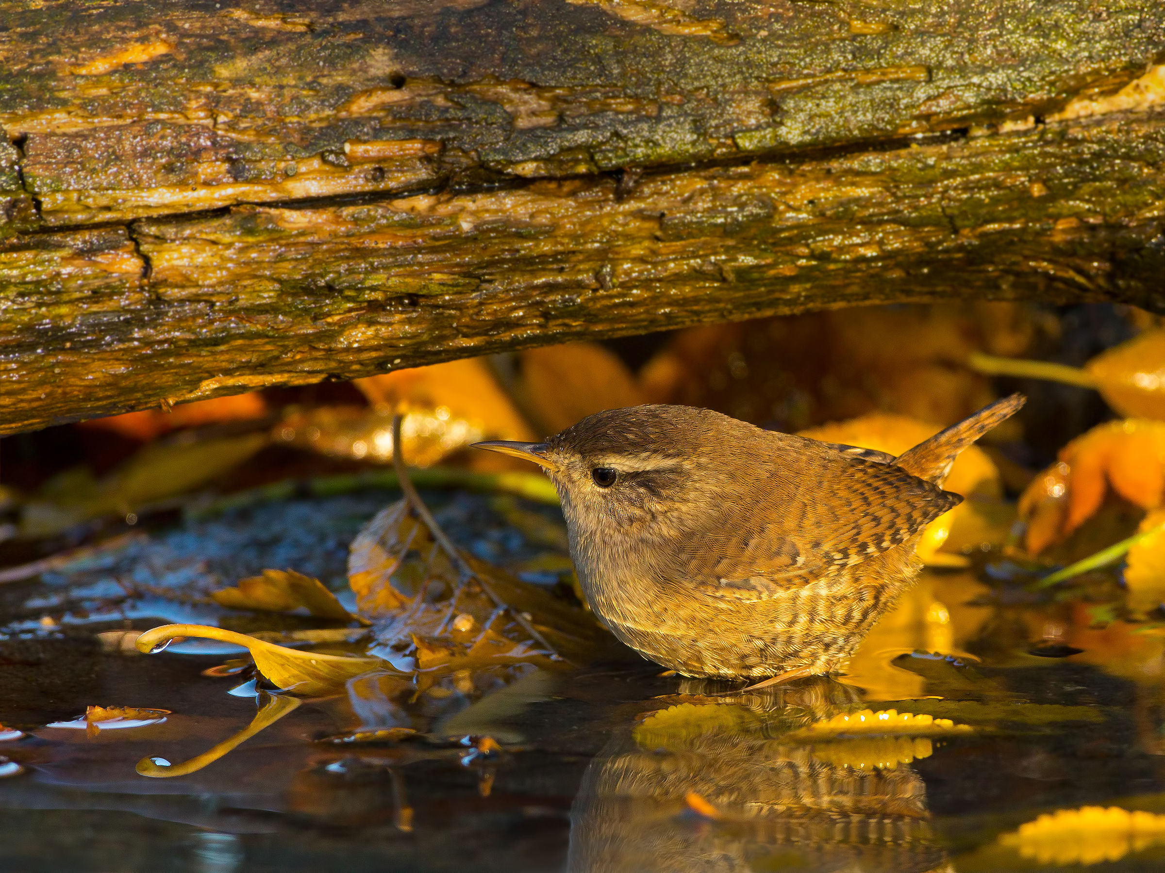 wren