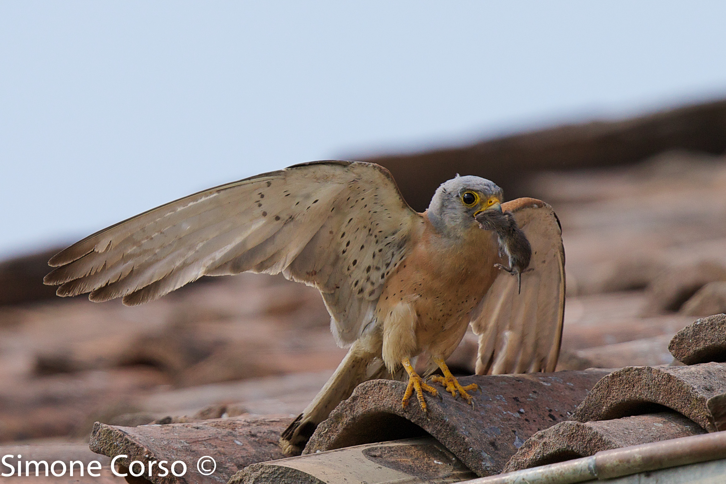 The lesser kestrel and its mouse