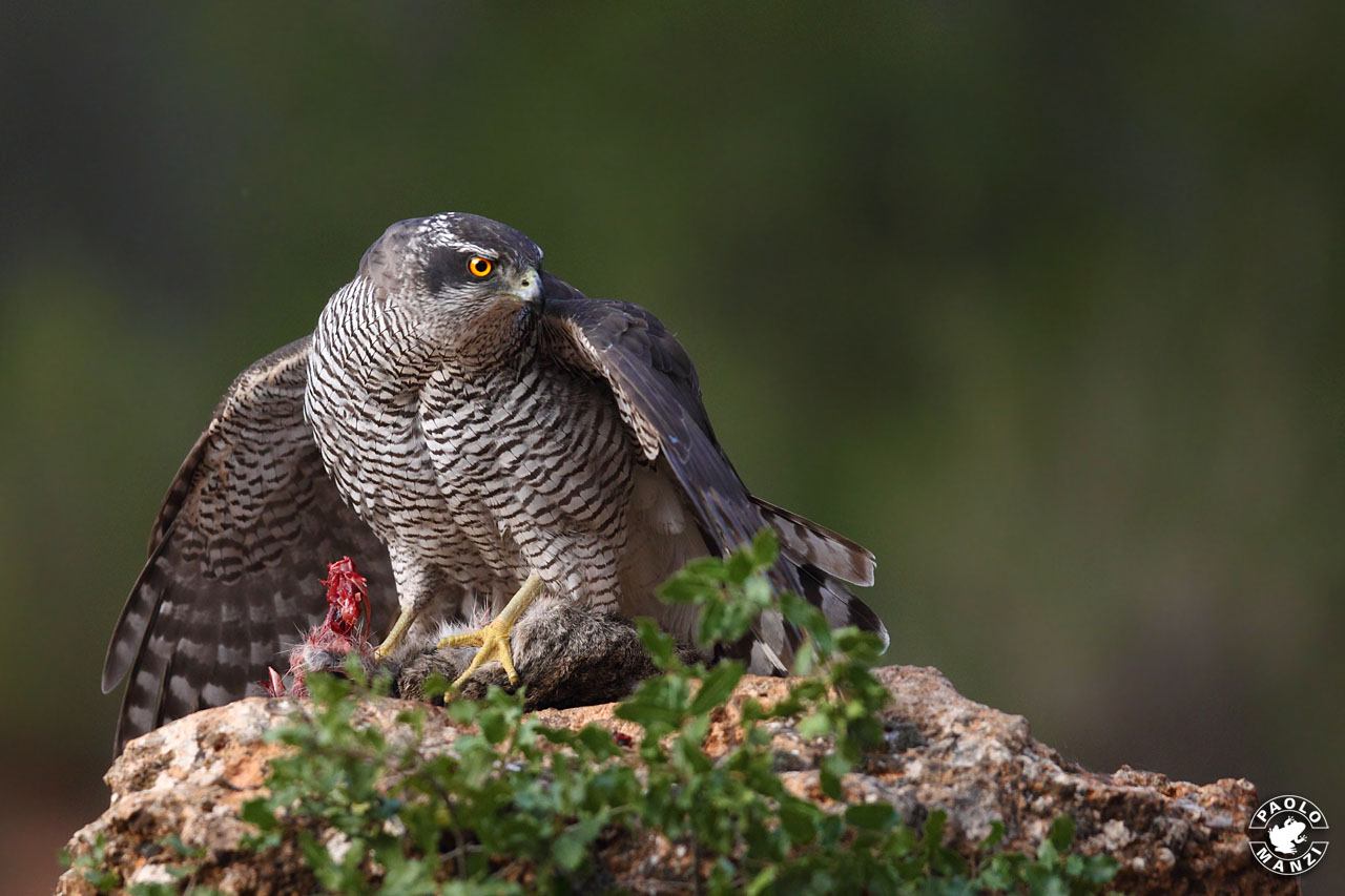 Goshawk