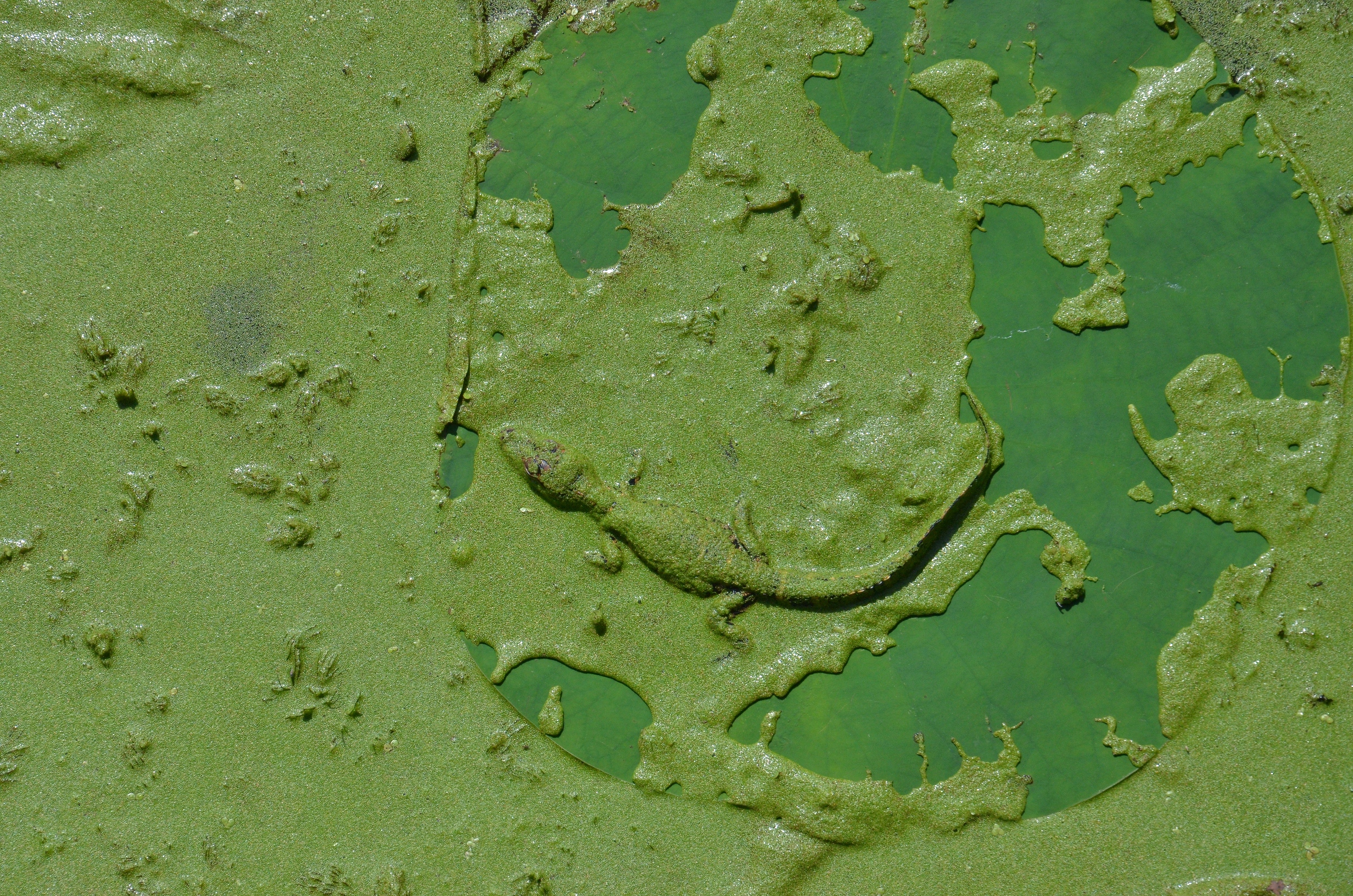 Look for the baby aligator...