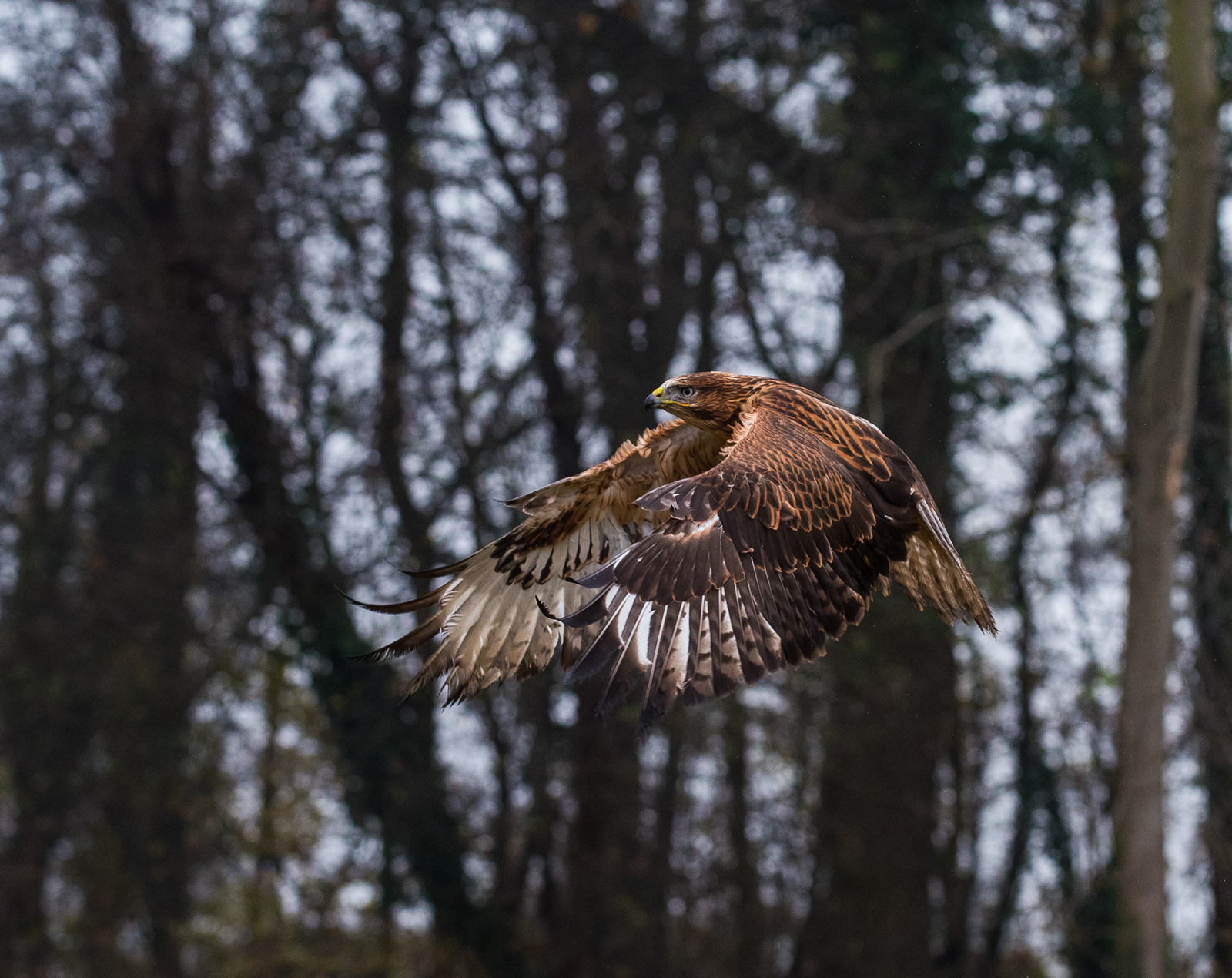 Long-legged Buzzard