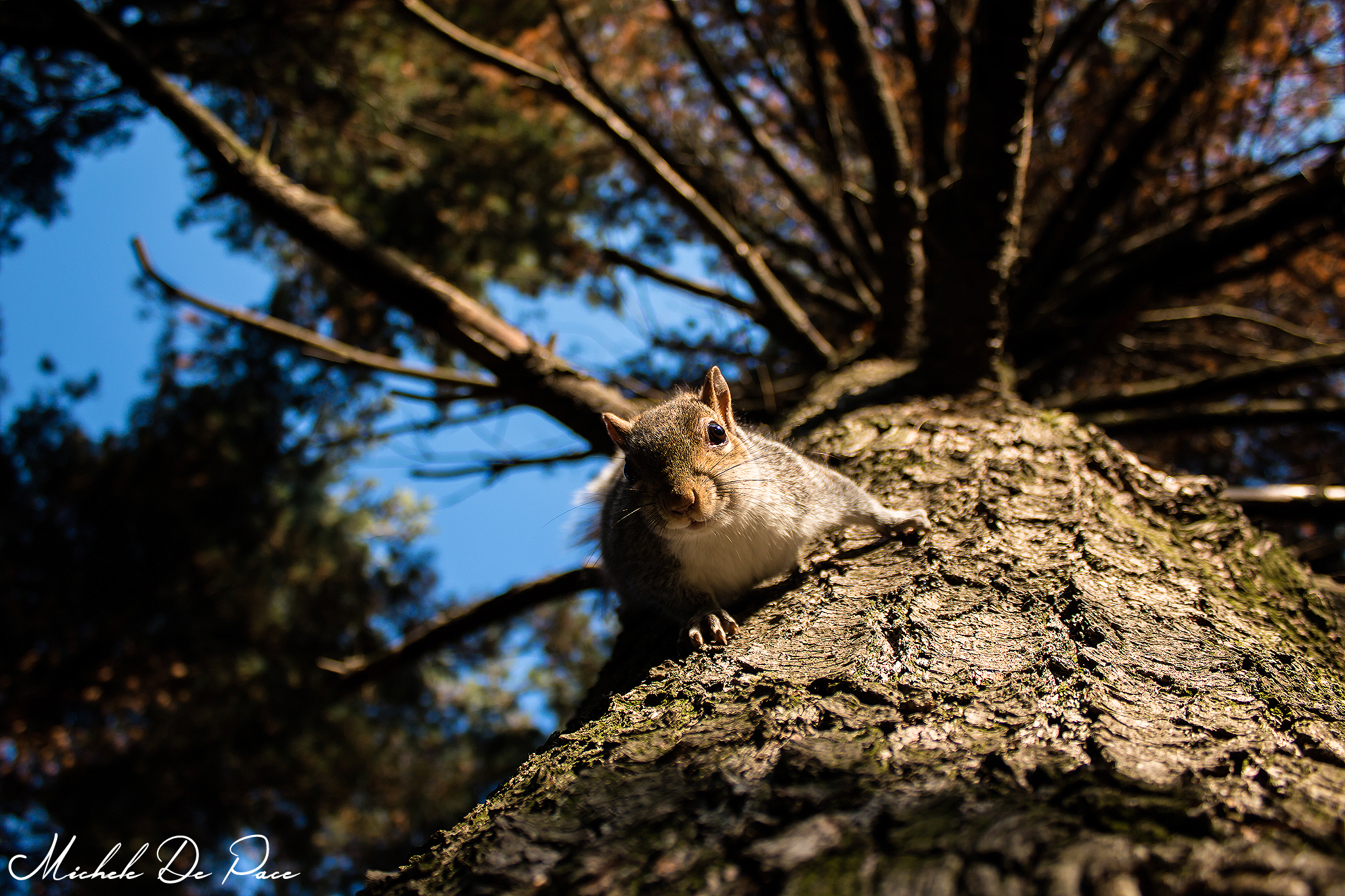 Scoiattolo Grigio in discesa