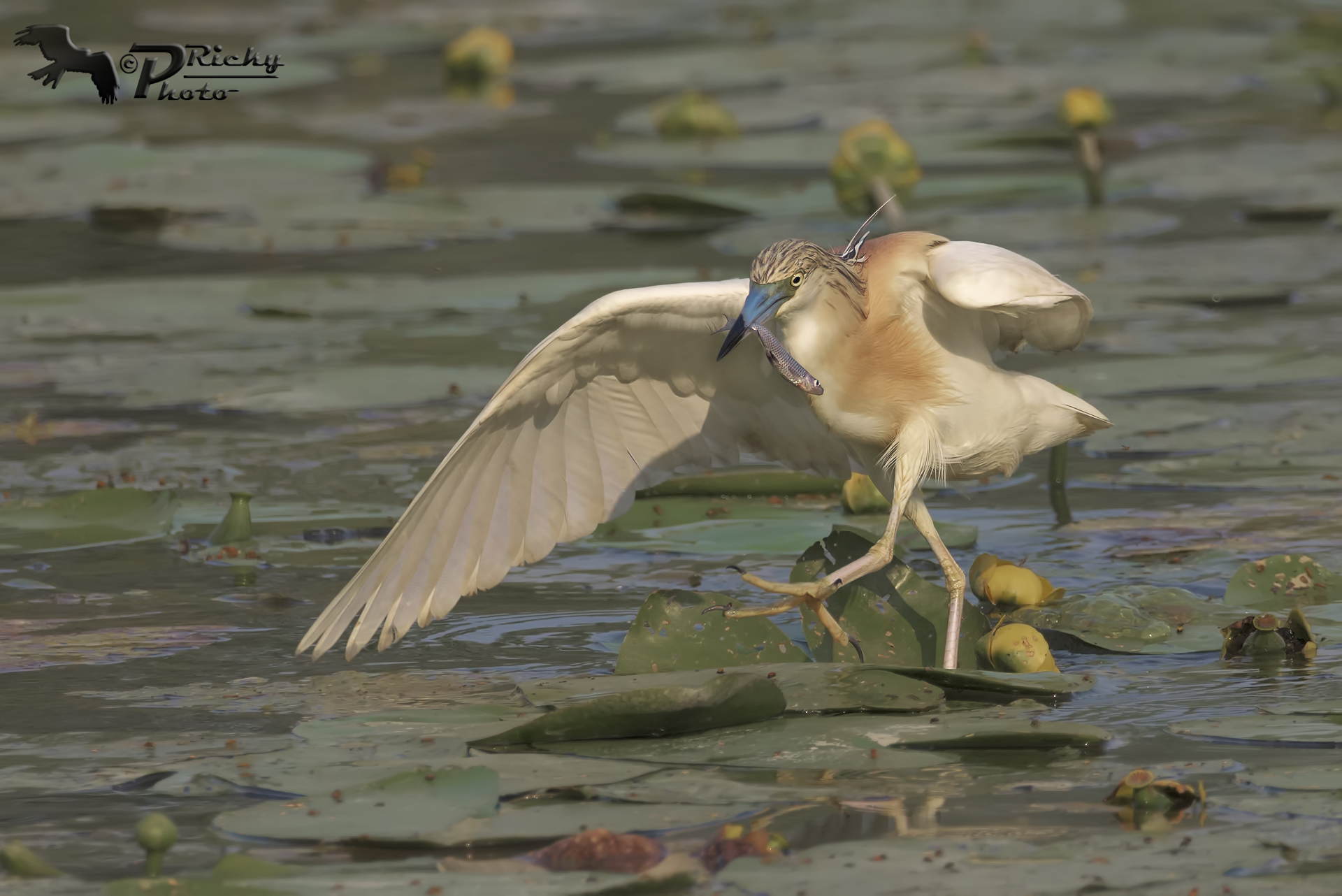 La pesca della Sgarza