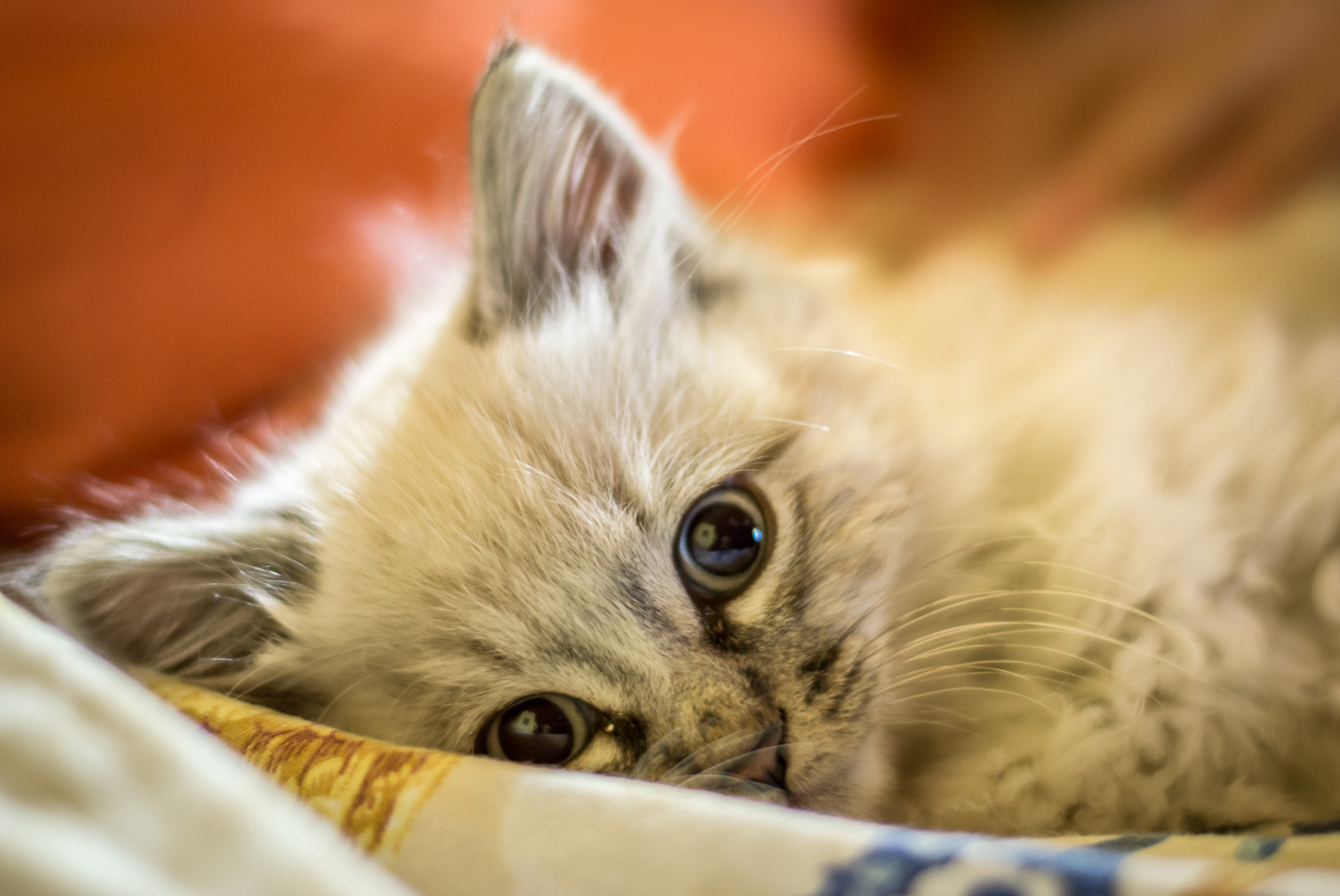 Rudy, the newcomer in the house