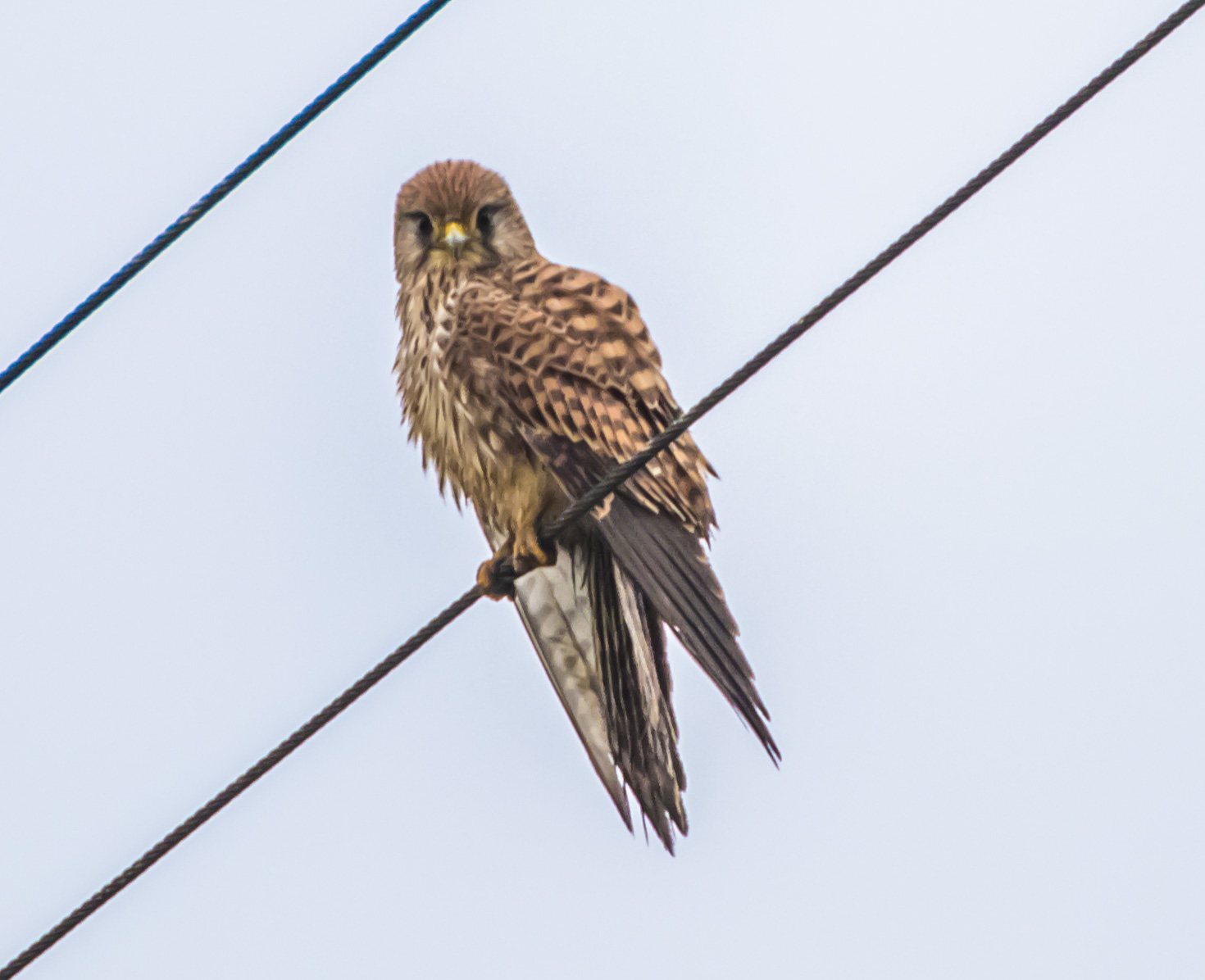 Il mio primo rapace 2