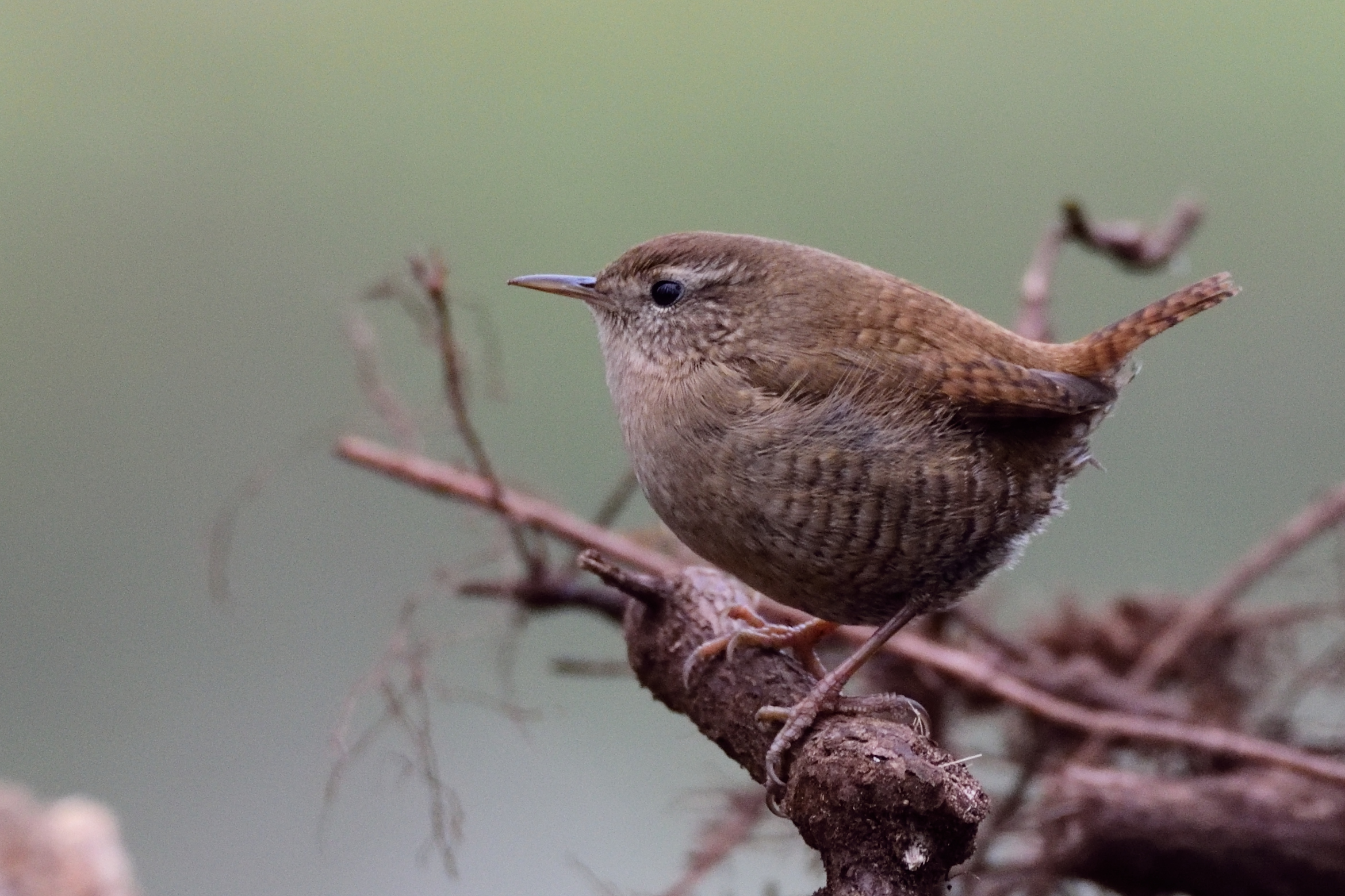 wren