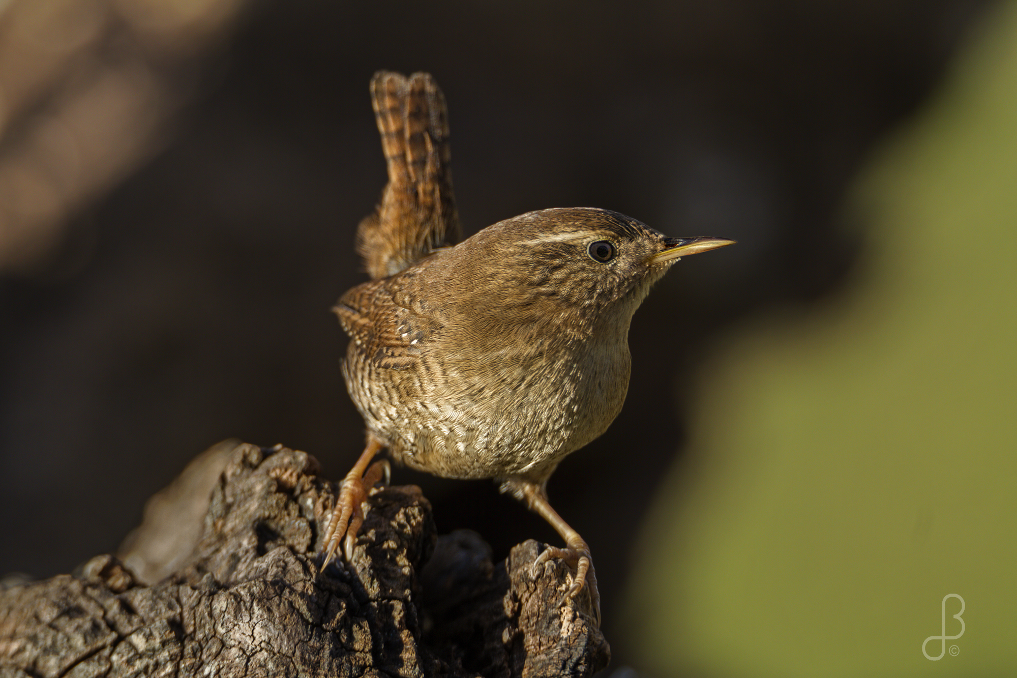 Wren