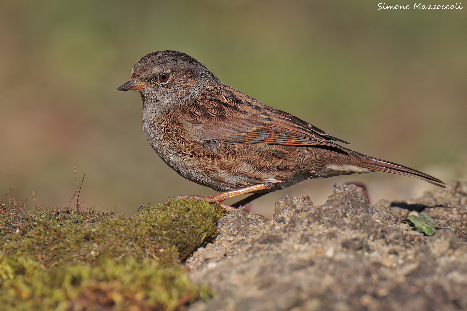 Dunnock