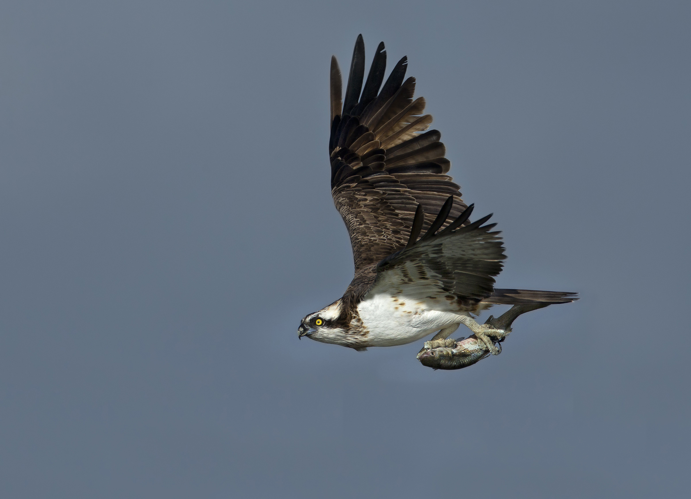 questa è per un amico