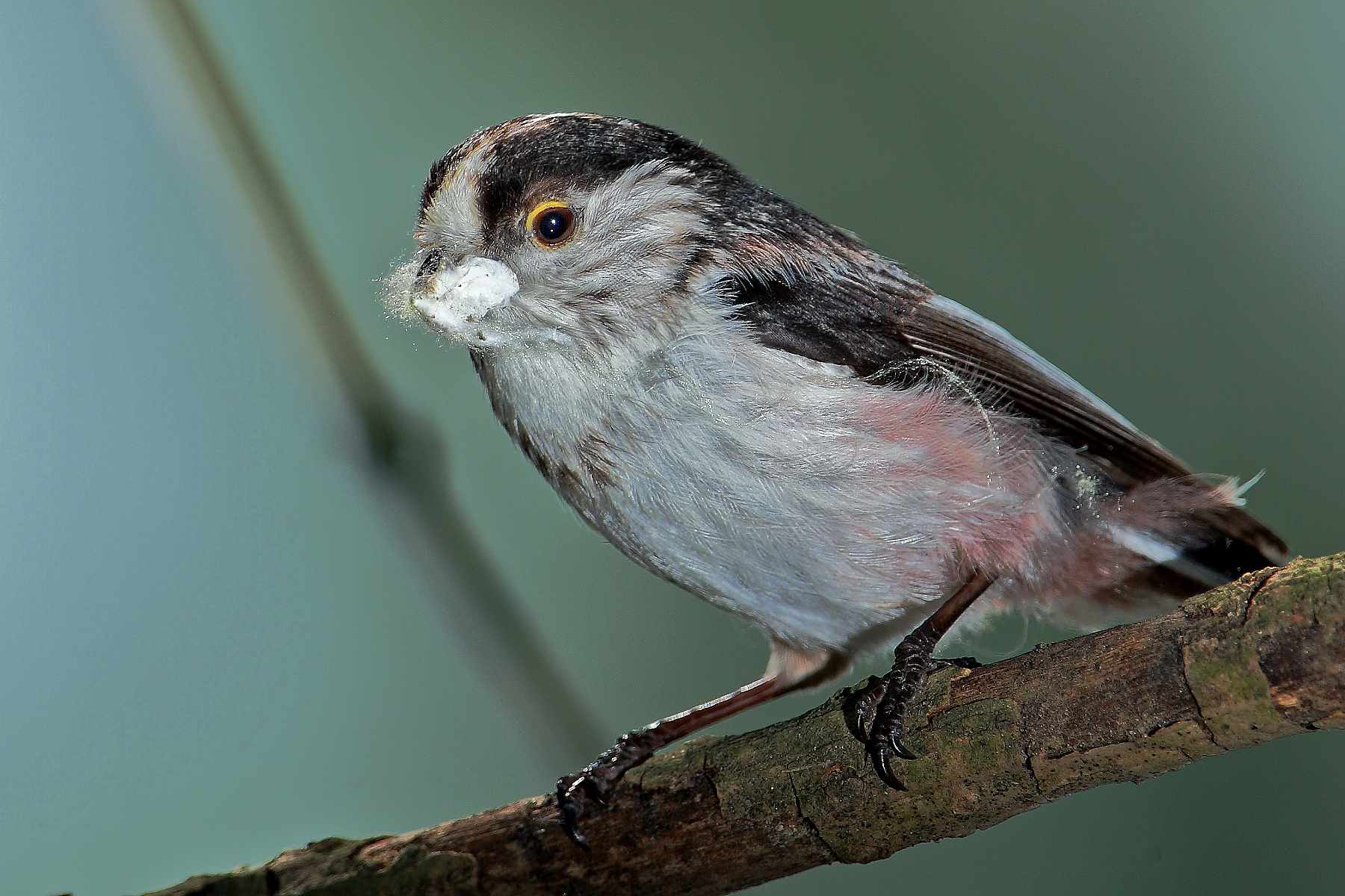 codibugnolo Christmas