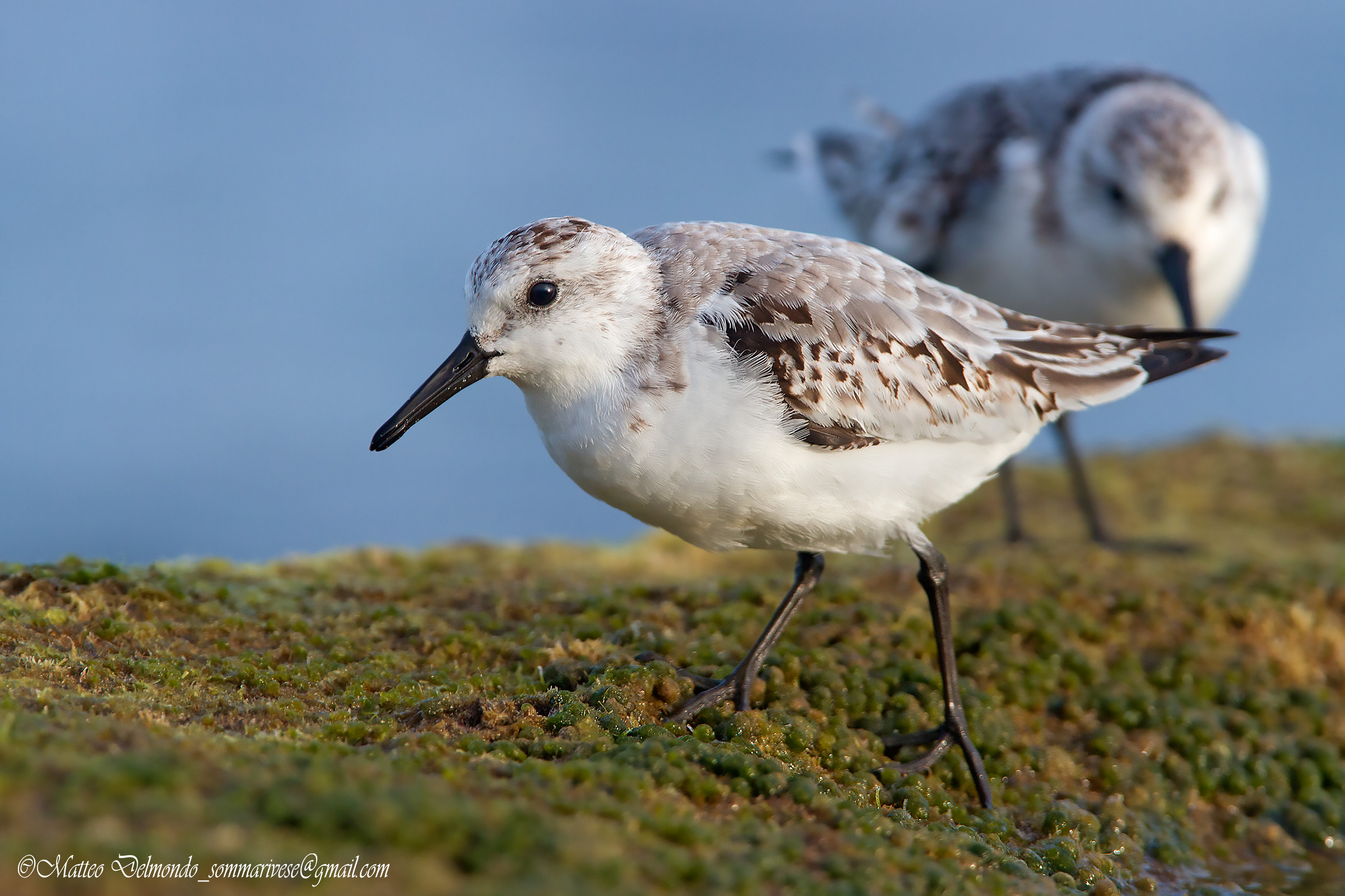 Sanderling