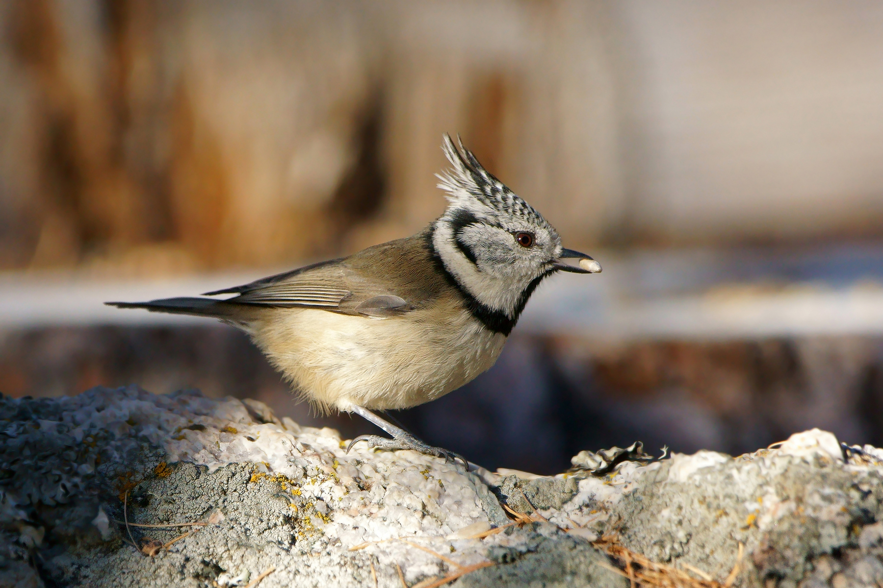 Crested Tit