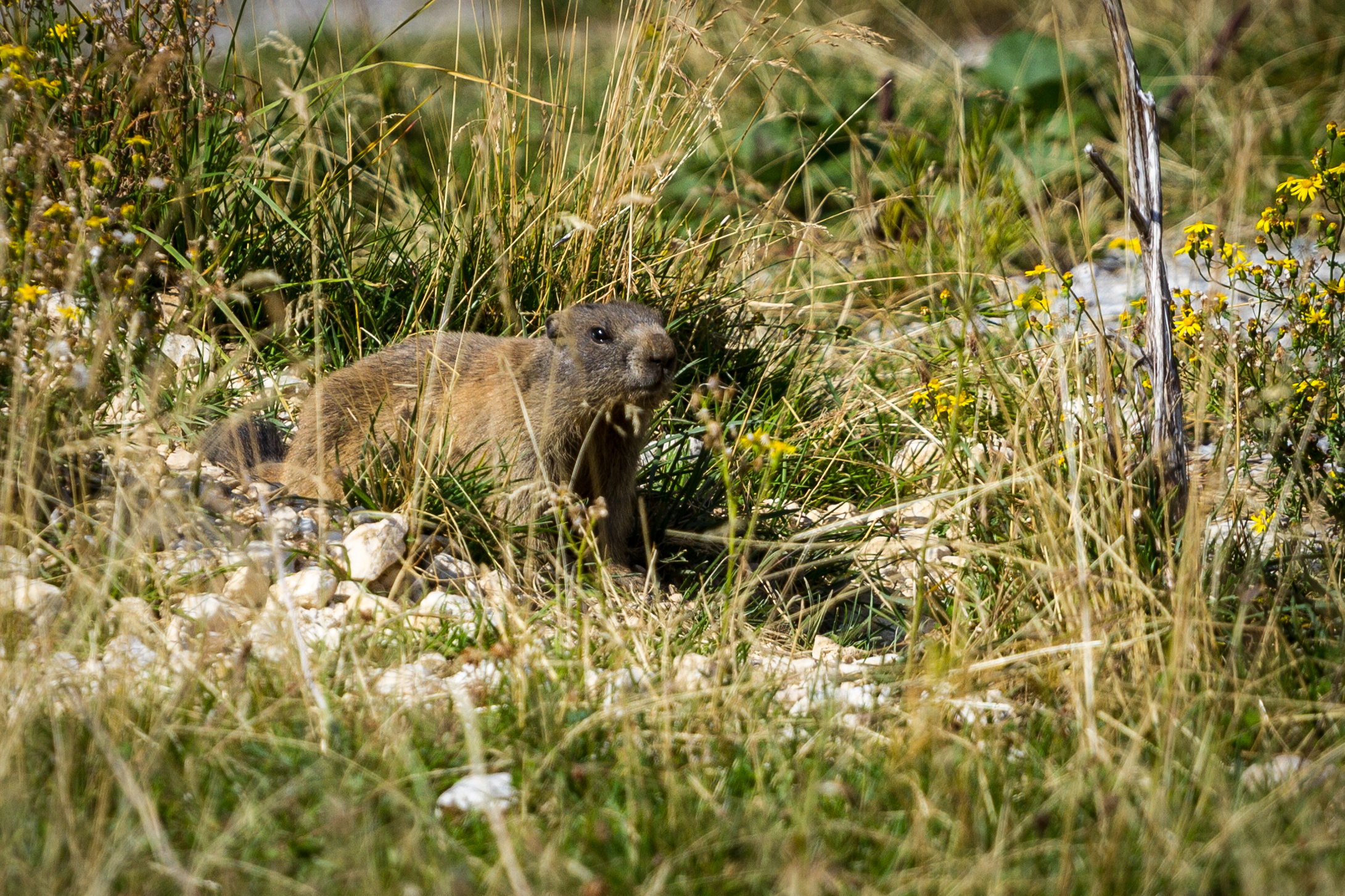 La Marmotta