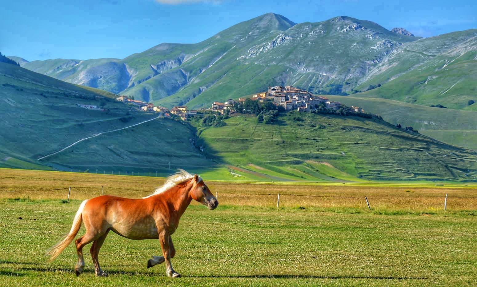 A lonely horse core in the Plain of Castelluccio d