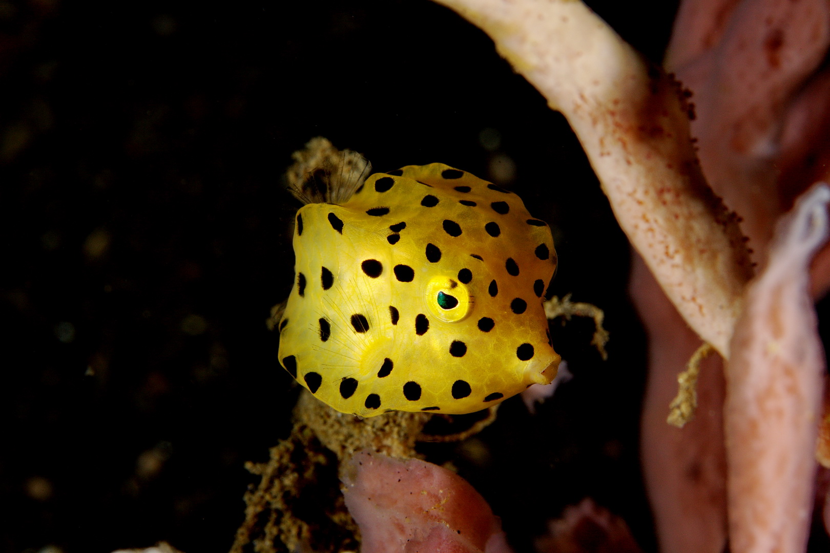 Pesce scatola giovaniile