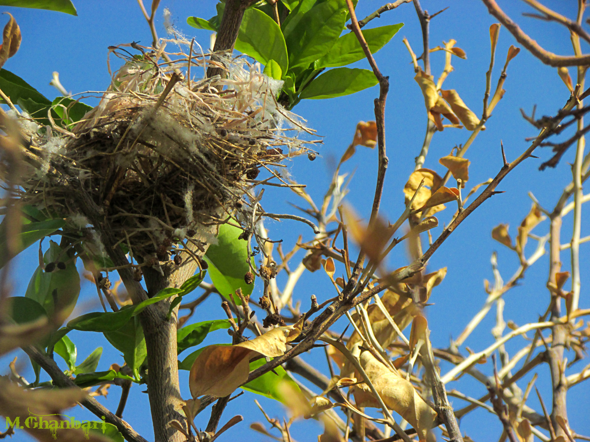 A nest was abandoned...