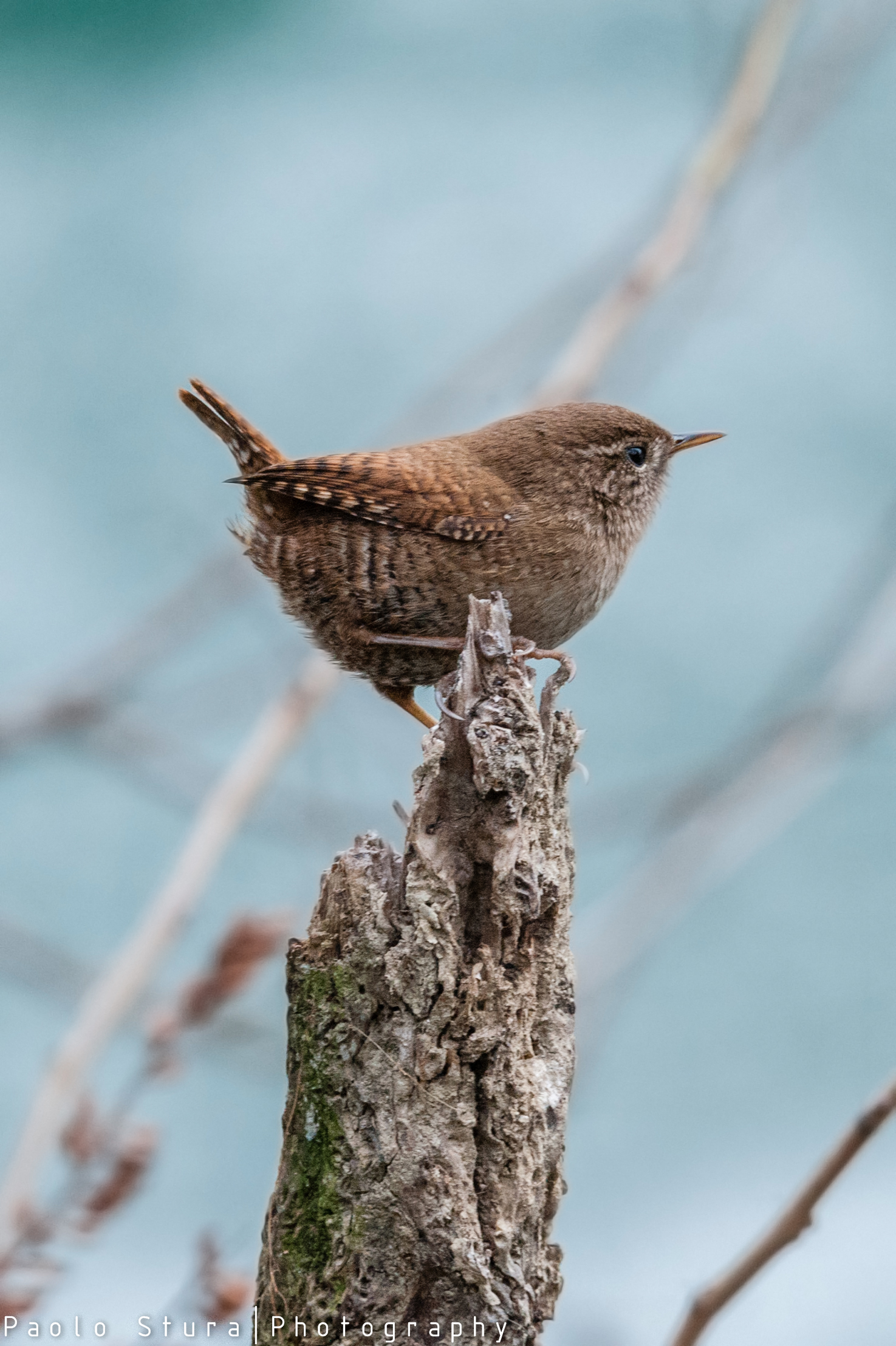 wren