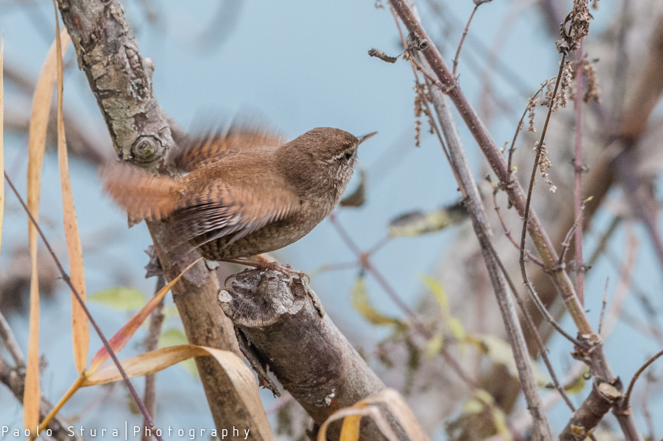 wren