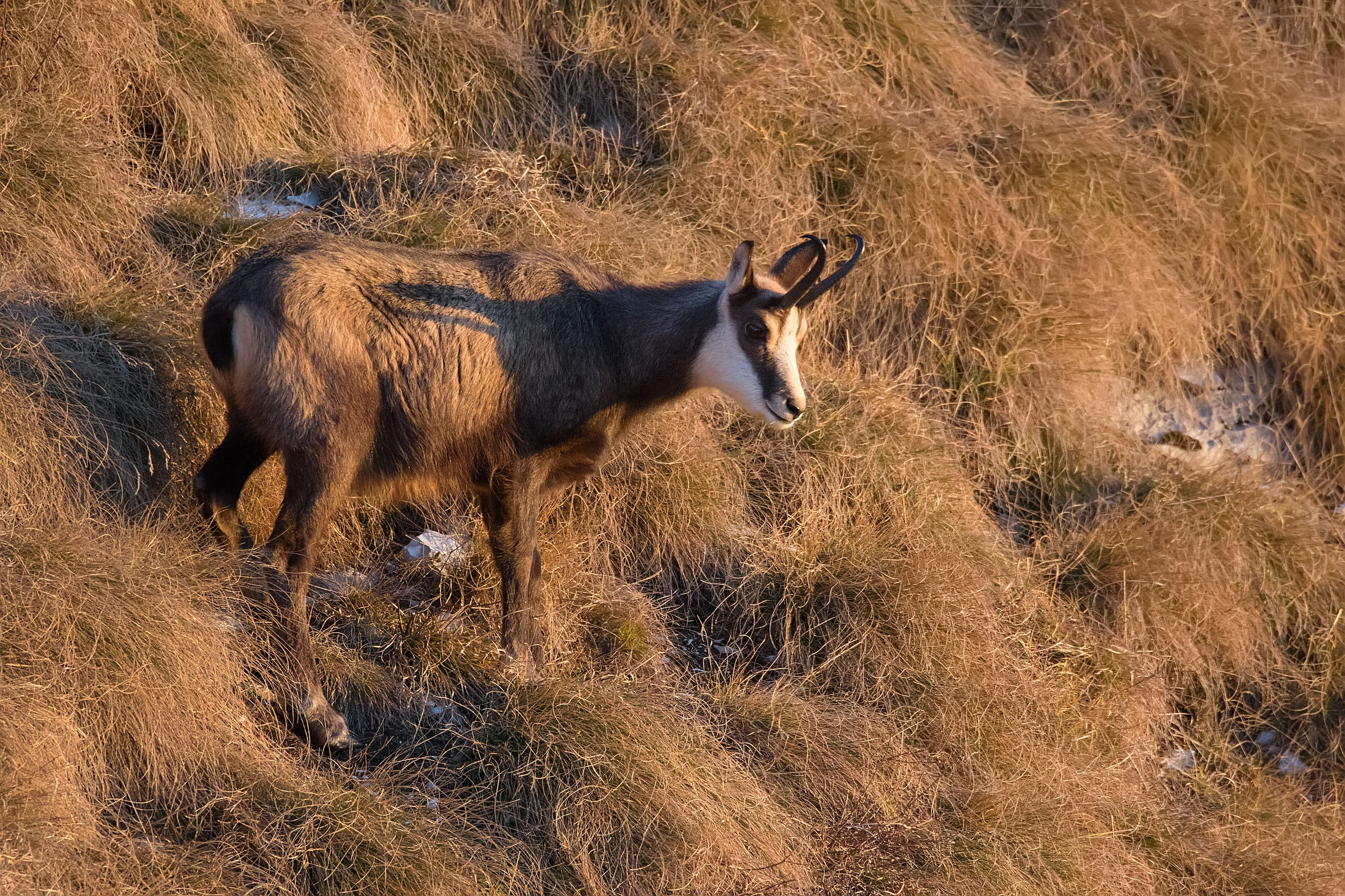 Chamois