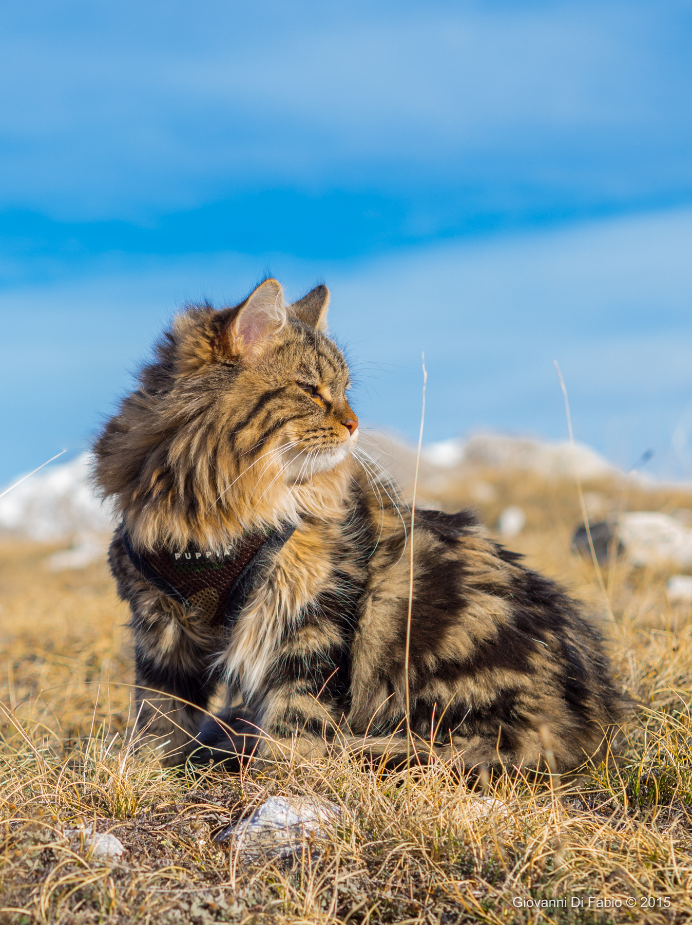 Apu, cat Siberian forest