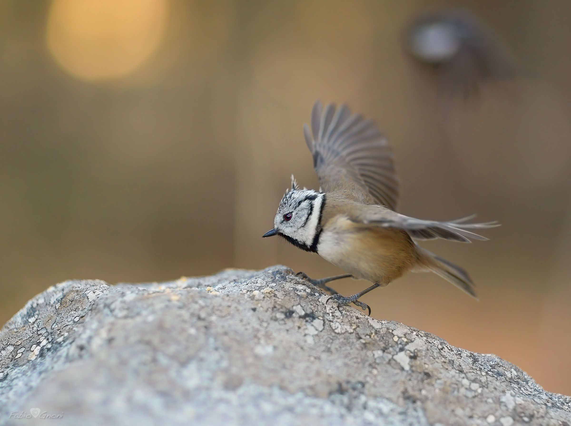 Cincia dal ciuffo a f 1.4