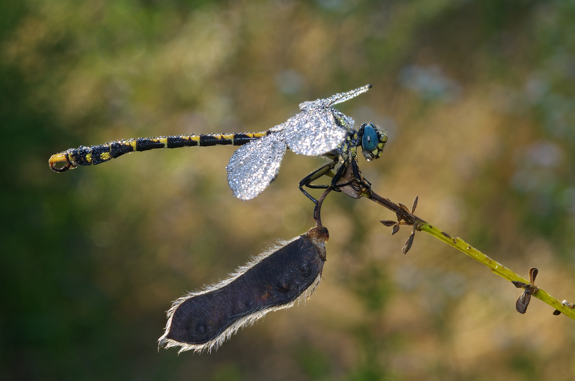 Onychogomphus forcipatus