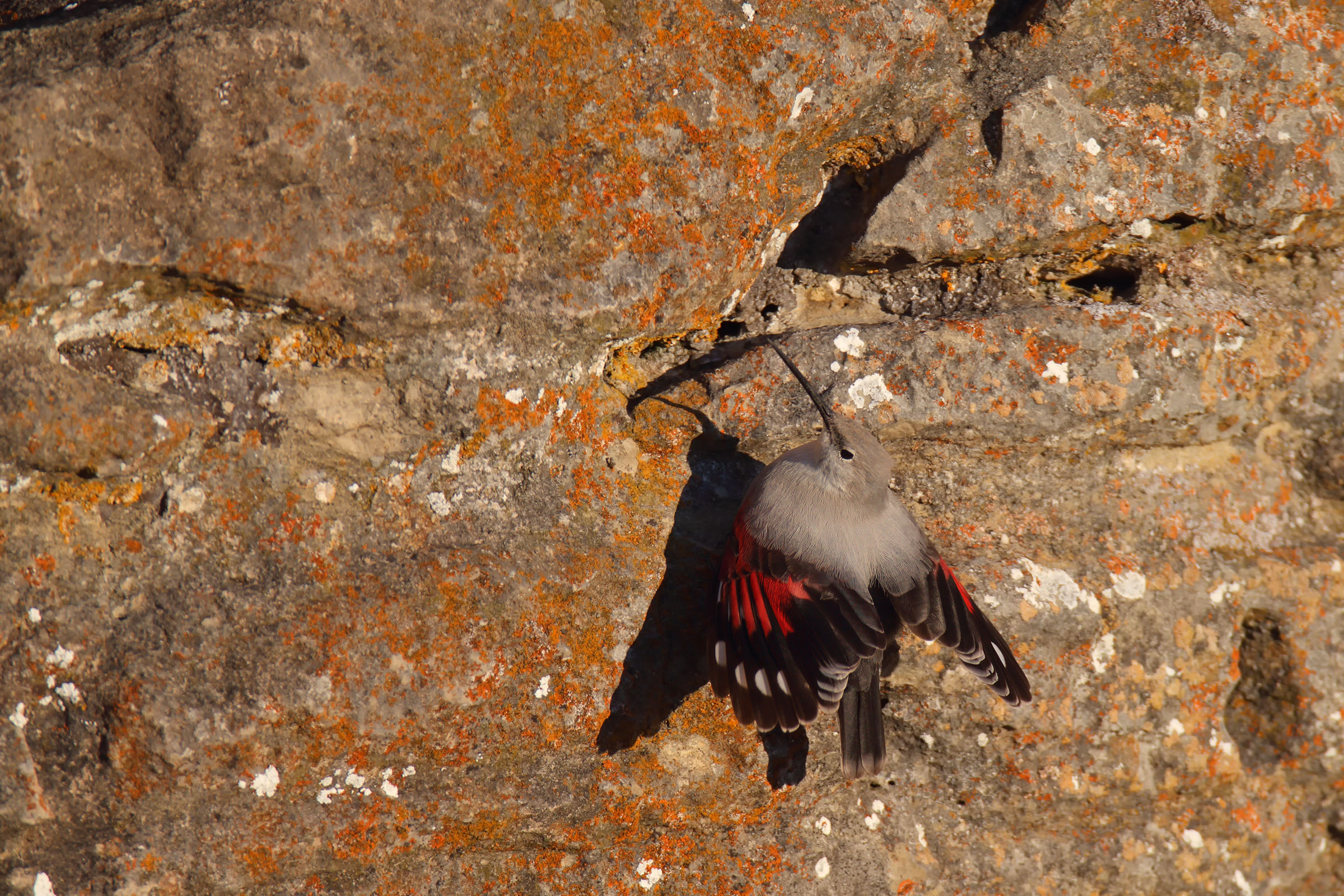 Wallcreeper