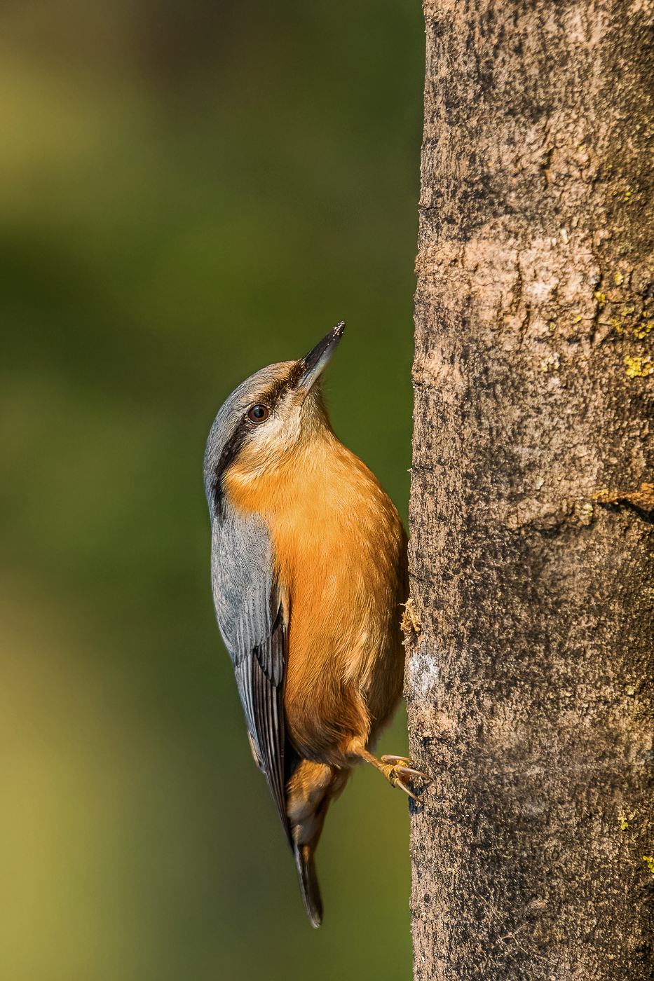 nuthatch